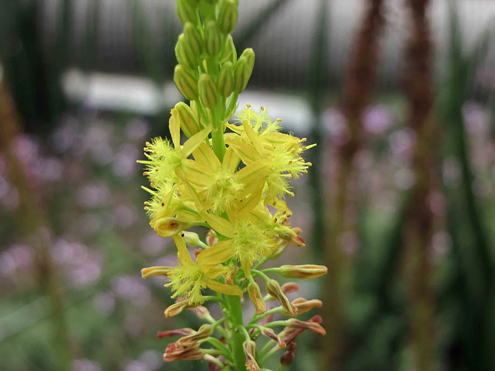 Yellow Bulbine (Bulbine Frutescens 'Yellow') — The leaves are bright green and can reach lengths of roughly 10 inches
