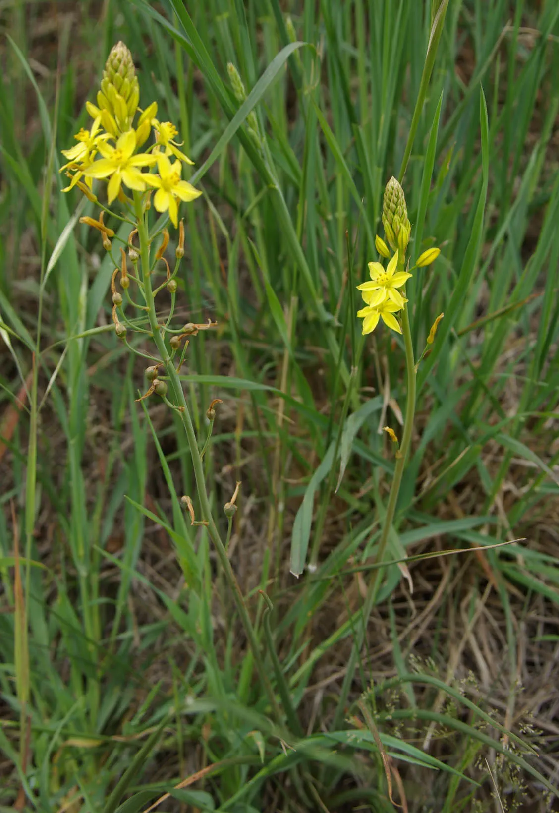 Yellow Bulbine (Bulbine Frutescens 'Yellow') — Yellow Bulbine offers an extended bloom period, image 38