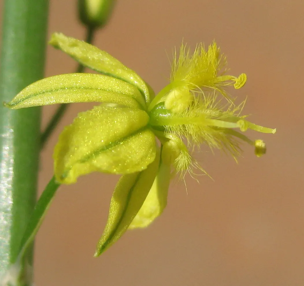 Yellow Bulbine (Bulbine Frutescens 'Yellow') — Hailing from South Africa