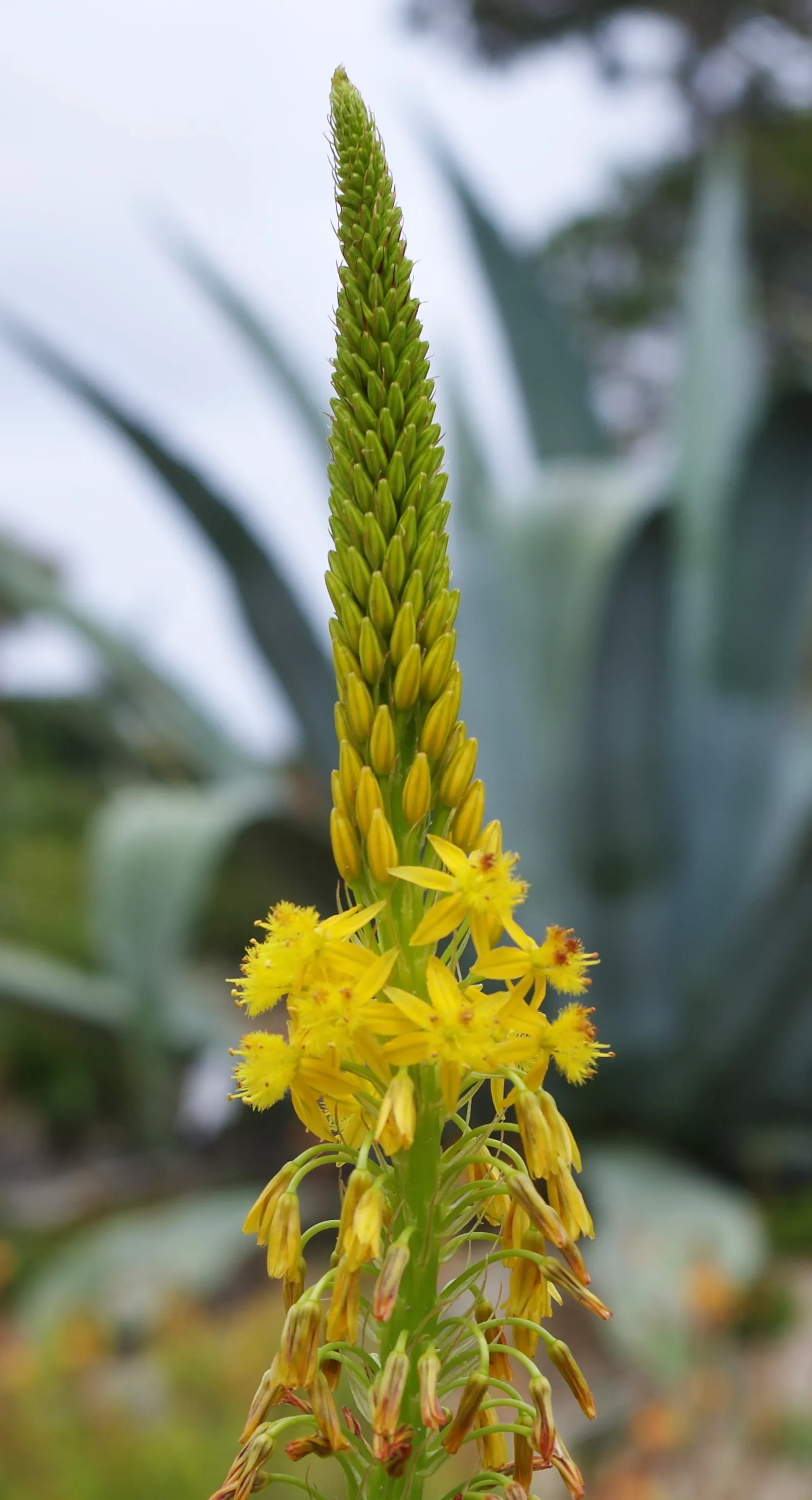 Yellow Bulbine (Bulbine Frutescens 'Yellow') — star-shaped blooms atop slender stalks with fleshy leaves reaching 12-18 inches tall and wide