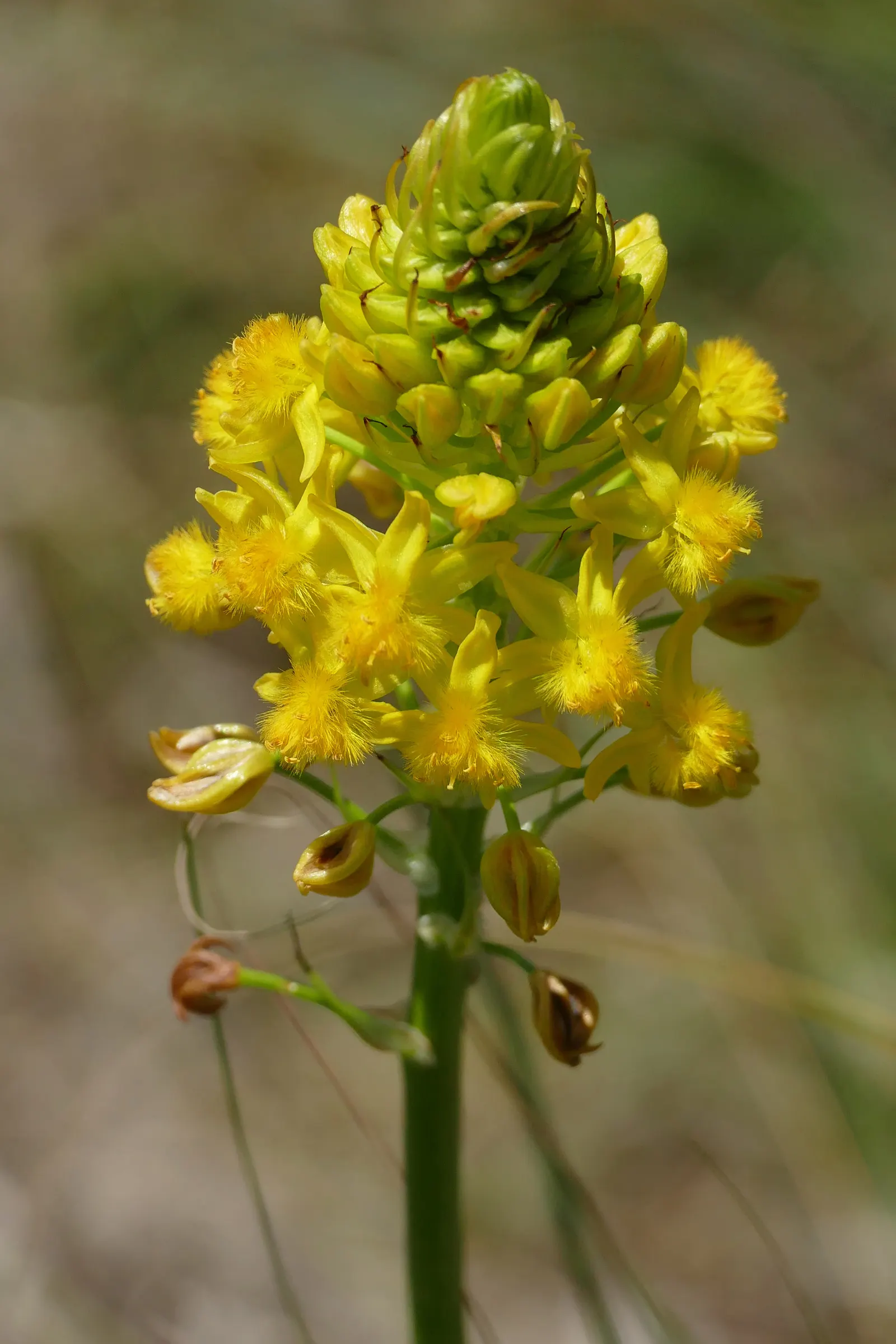 Yellow Bulbine (Bulbine Frutescens 'Yellow') — the Yellow Bulbine features slender; performing best in full sun to part shade exposures