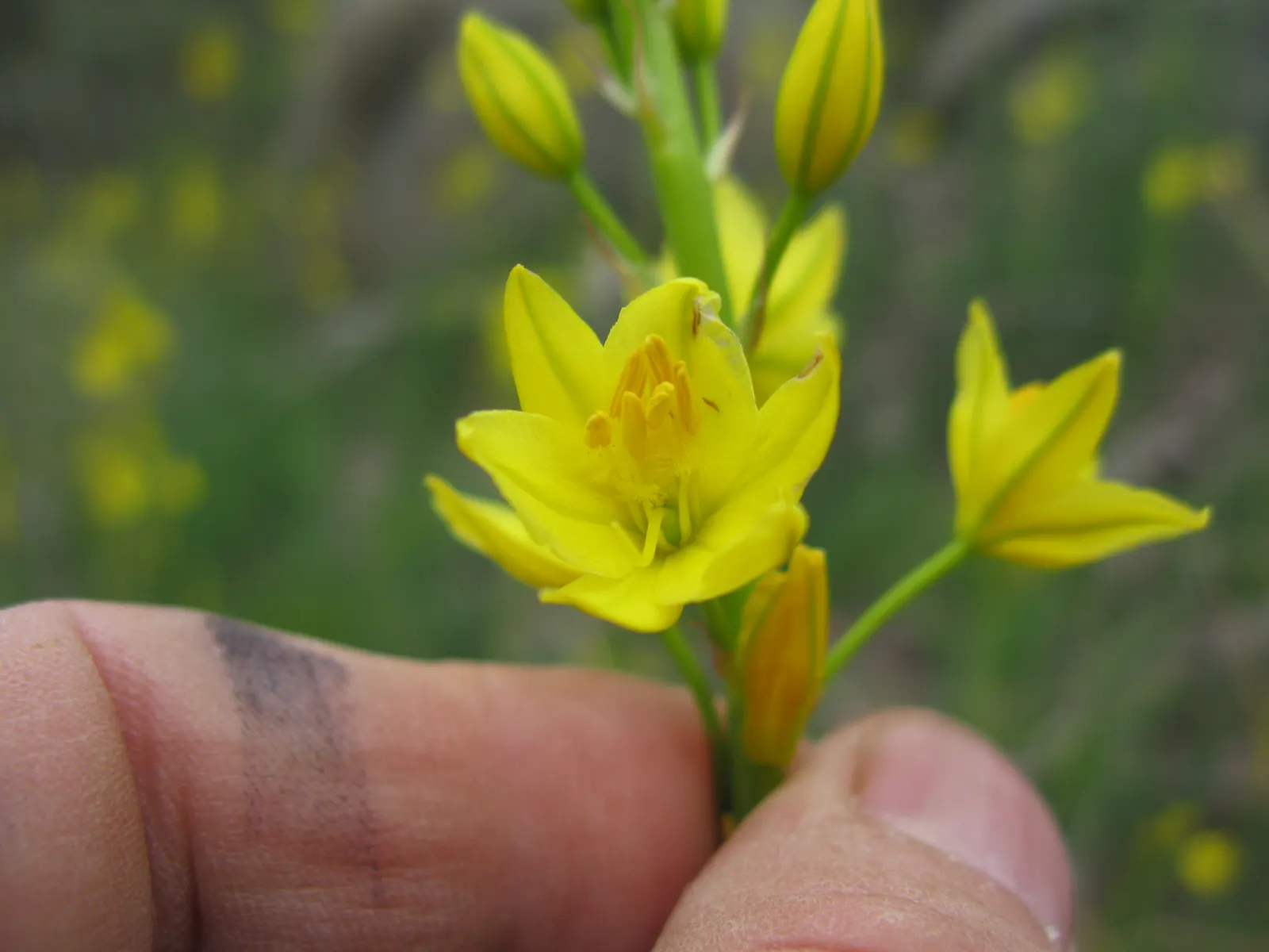 Yellow Bulbine (Bulbine Frutescens 'Yellow') — performing best in full sun to part shade exposures