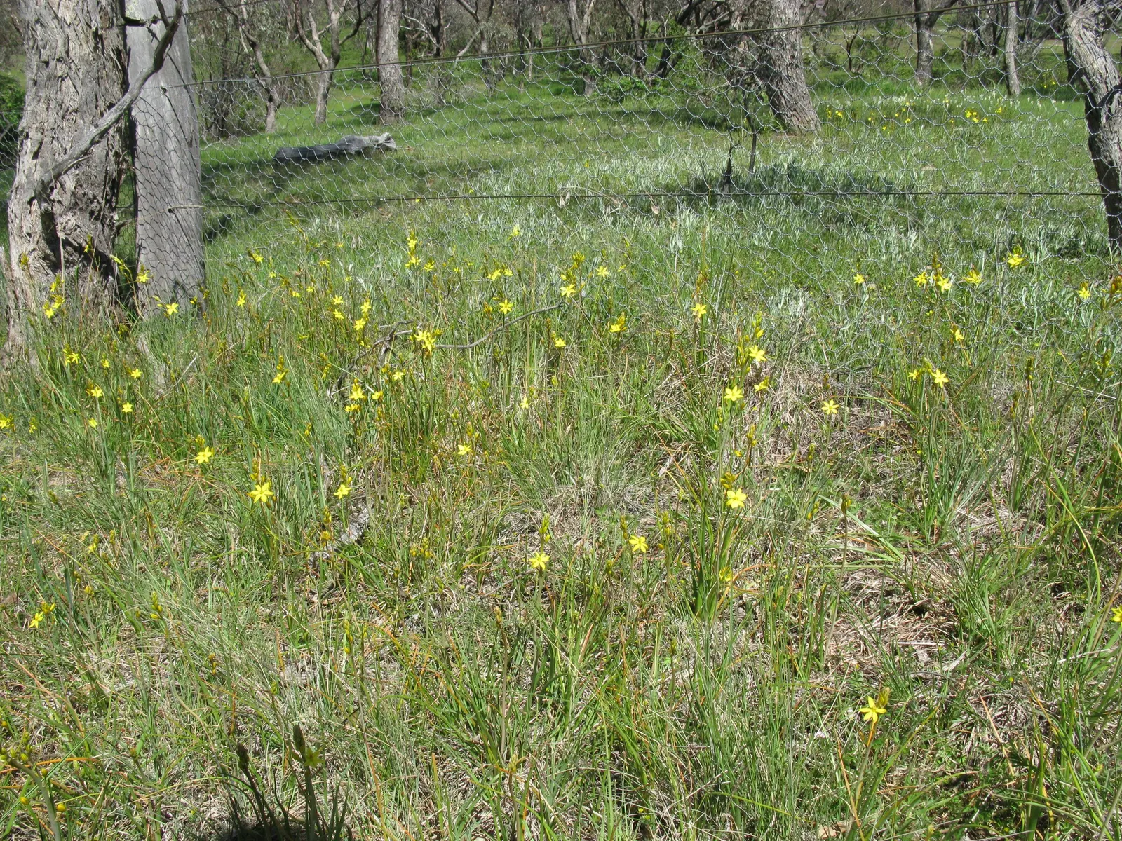 Yellow Bulbine (Bulbine Frutescens 'Yellow') — is a charming and resilient perennial well-suited for xeric or water-wise gardens