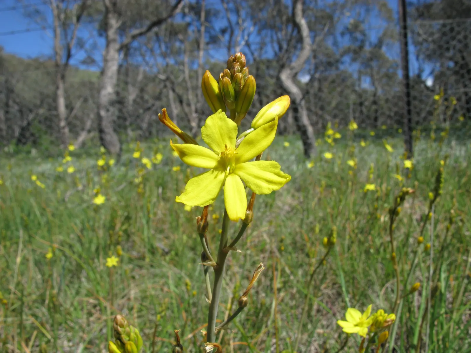 Yellow Bulbine (Bulbine Frutescens 'Yellow') — This drought-tolerant perennial showcases vibrant yellow; fleshy leaves that resemble those of aloe plants