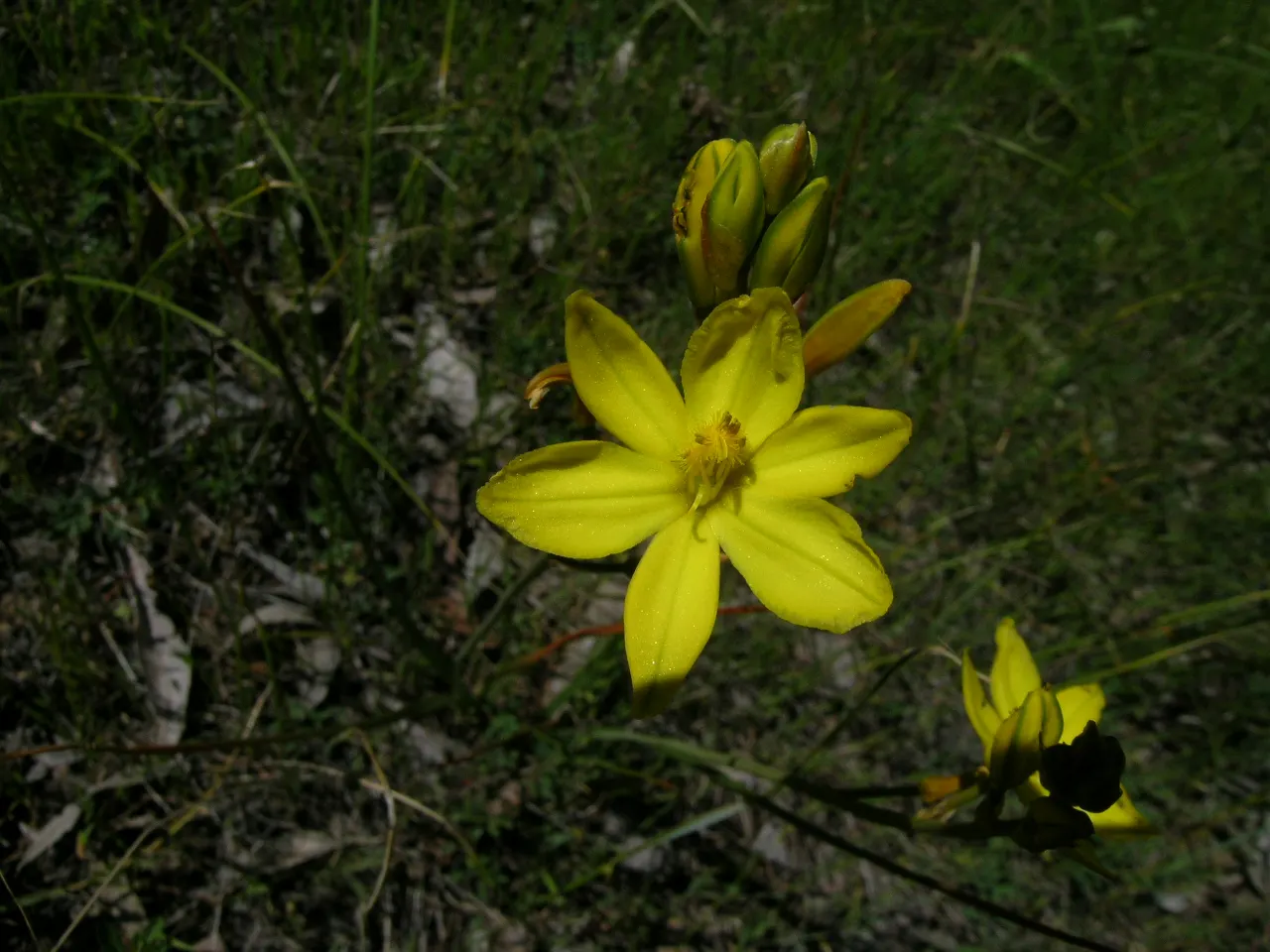 Yellow Bulbine (Bulbine Frutescens 'Yellow') — Plant in well-drained soil and full sun to part shade for optimal growth