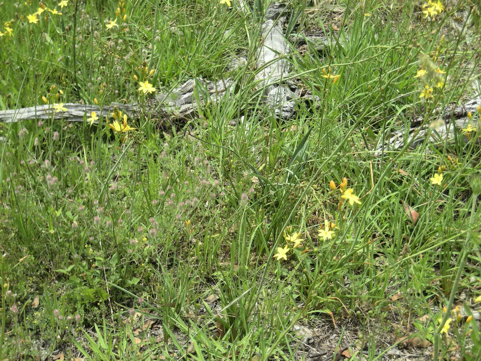 Yellow Bulbine (Bulbine Frutescens 'Yellow') — Ideal for rock gardens and borders, it blooms profusely from spring to fall, attracting pollinators