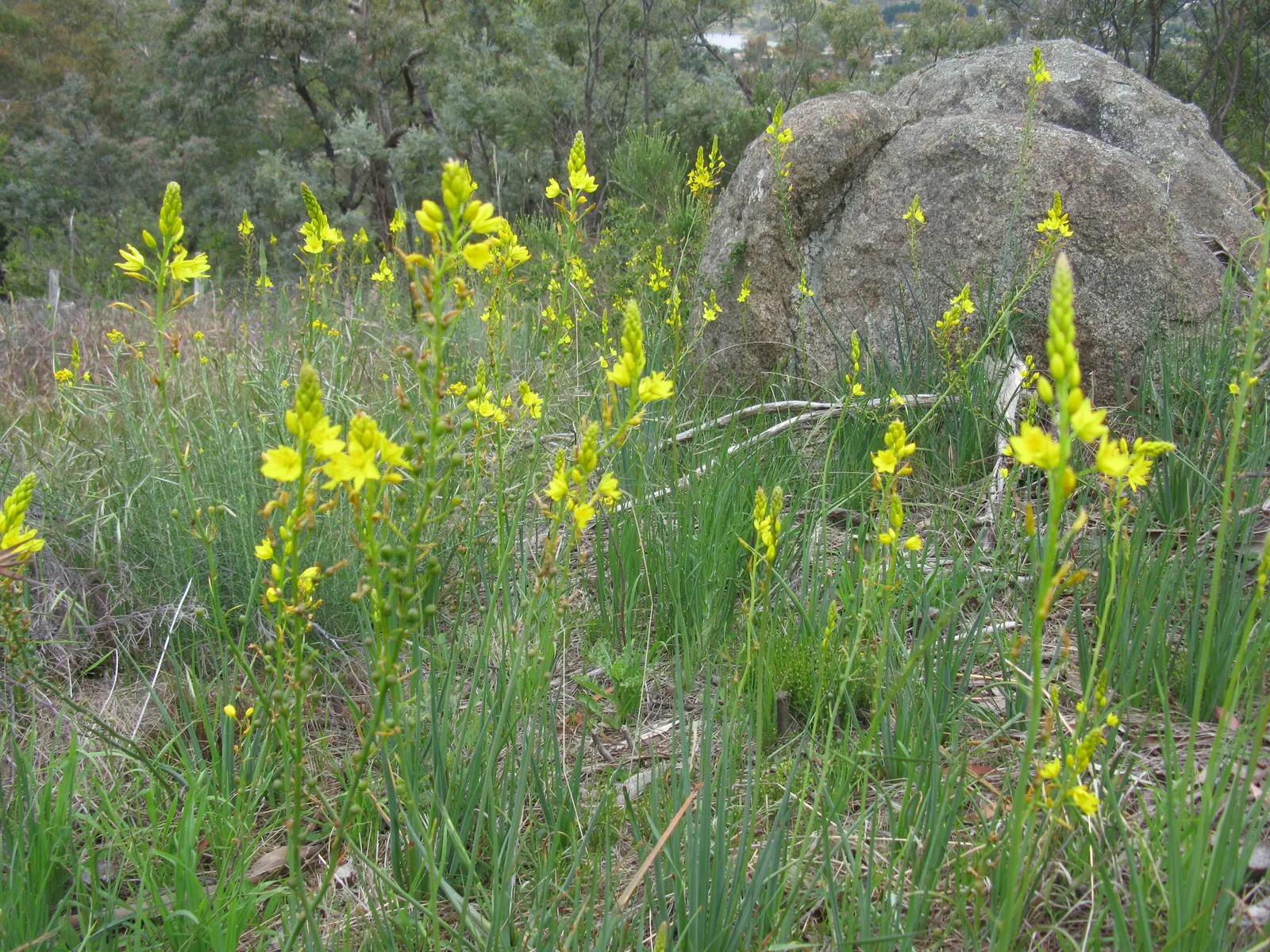 Yellow Bulbine (Bulbine Frutescens 'Yellow') — Yellow Bulbine offers an extended bloom period