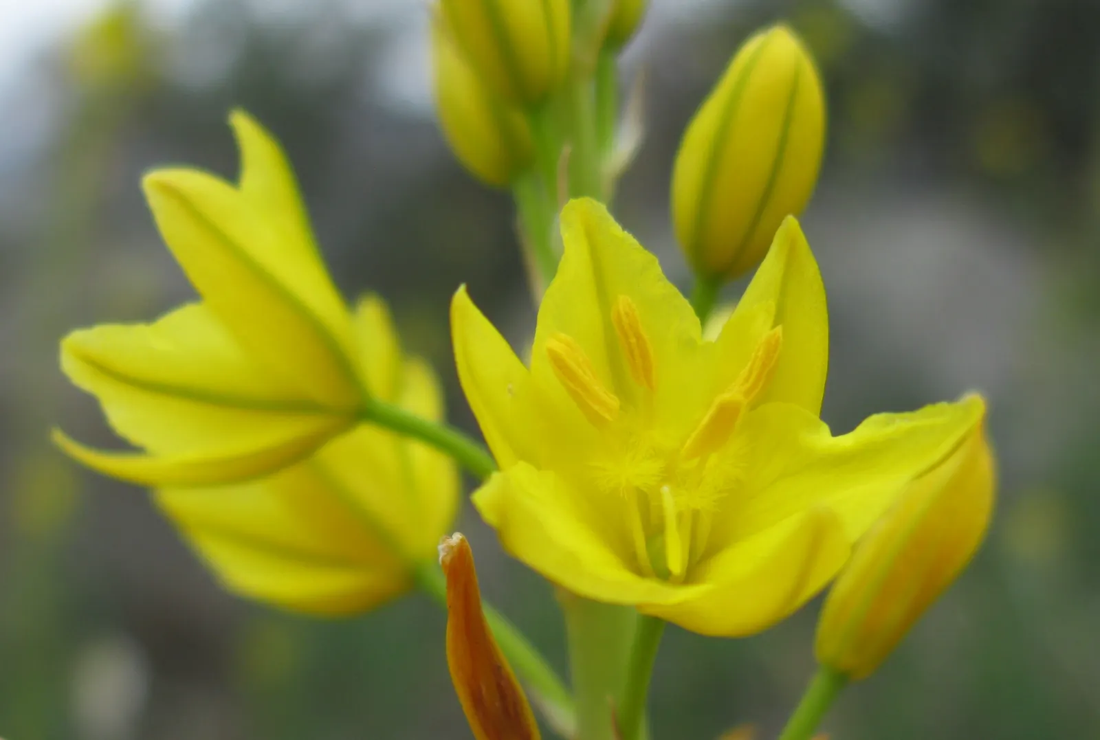 Yellow Bulbine (Bulbine Frutescens 'Yellow') — ground cover / succulent for full or half