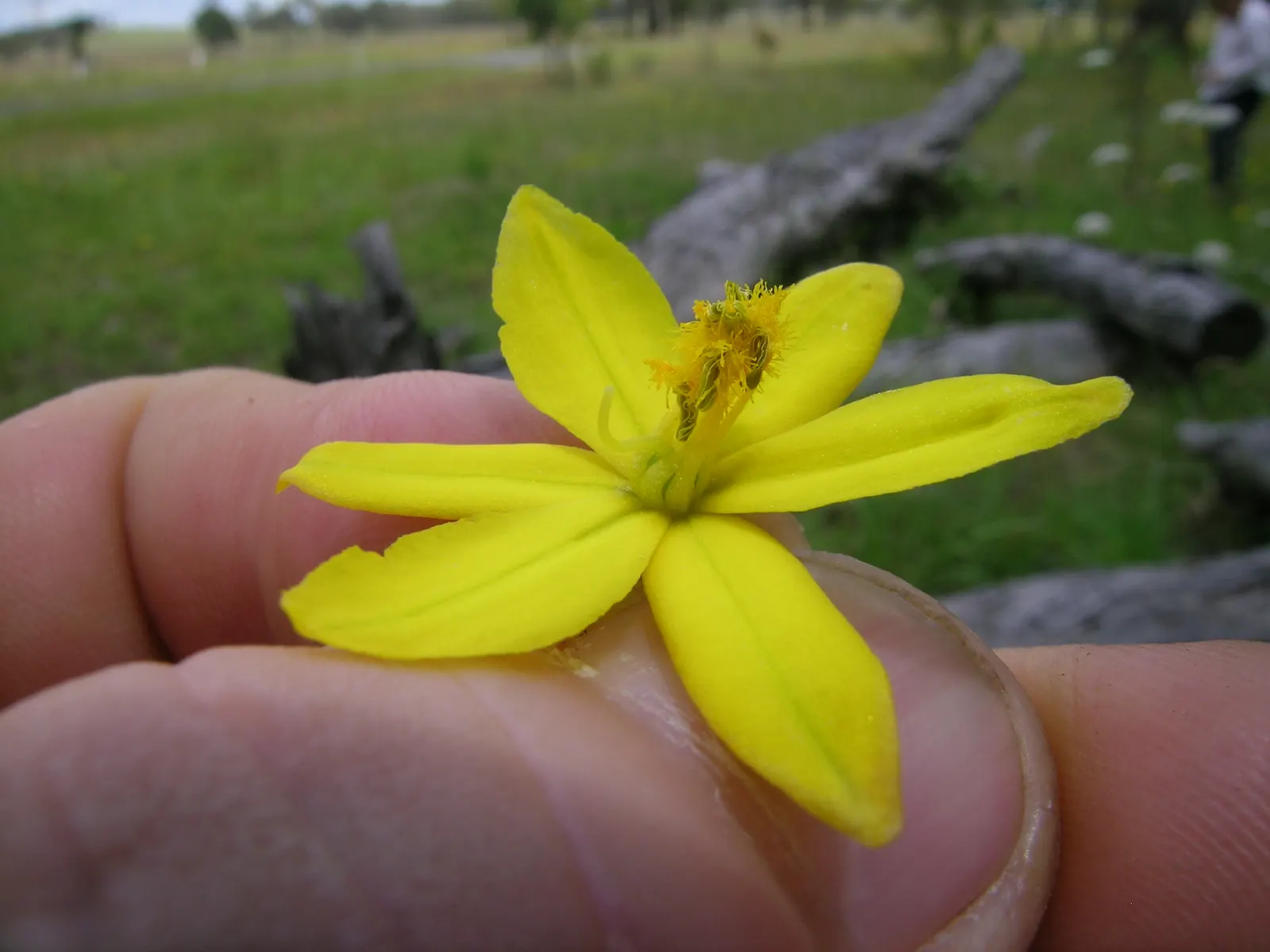 Yellow Bulbine (Bulbine Frutescens 'Yellow') — Minimal watering requirements allow it to excel in dry, sunny beds, rockeries, and borders