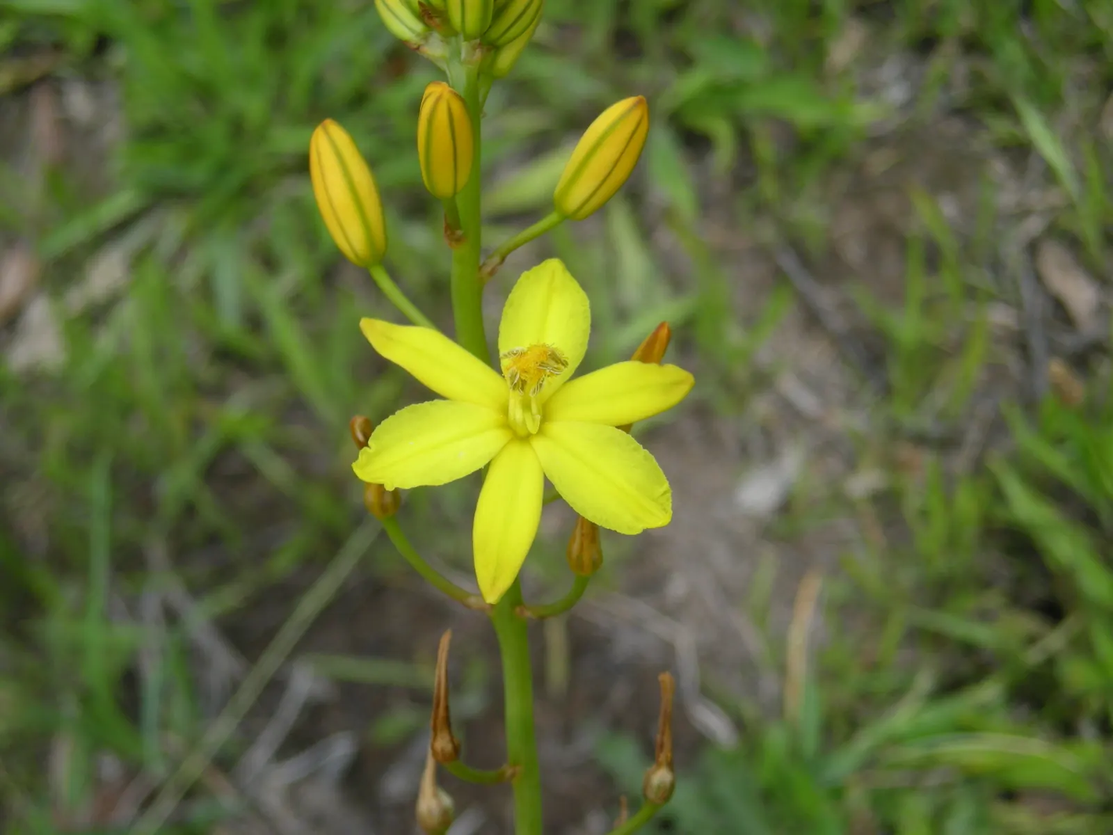 Yellow Bulbine (Bulbine Frutescens 'Yellow') — fleshy leaves that resemble those of aloe plants