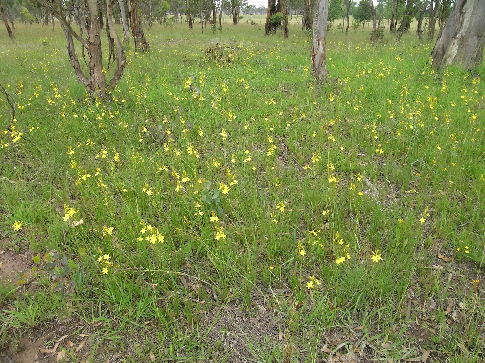 Yellow Bulbine (Bulbine Frutescens 'Yellow') — star-shaped blooms atop slender stalks with fleshy leaves reaching 12-18 inches tall and wide; minimal watering