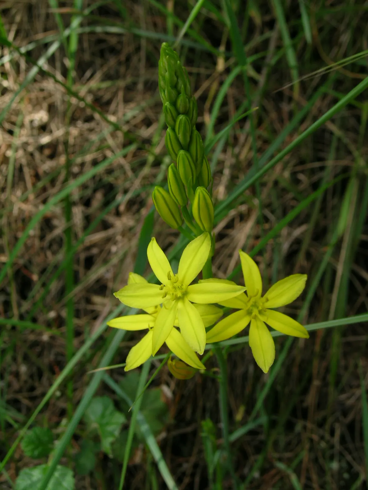 Yellow Bulbine (Bulbine Frutescens 'Yellow') — yellow flowers in the garden