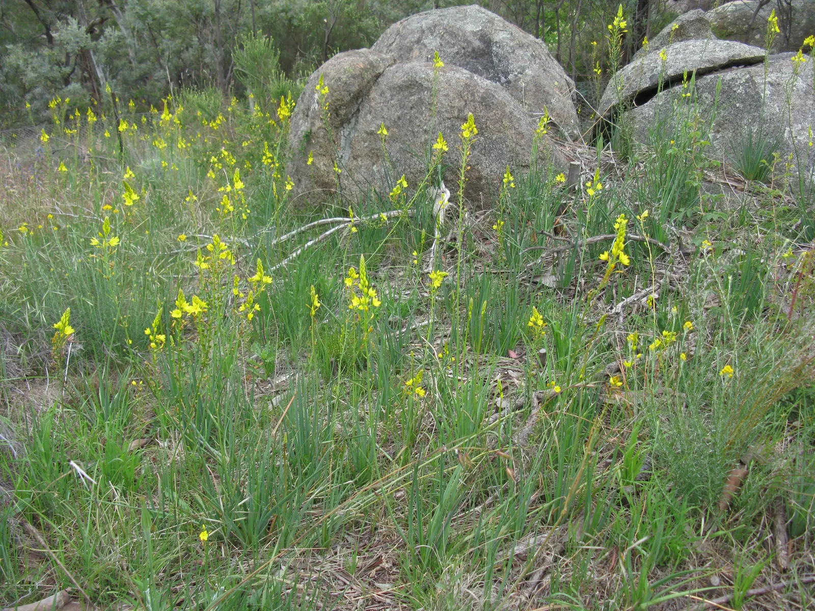 Yellow Bulbine (Bulbine Frutescens 'Yellow') — thereby supporting local ecosystems