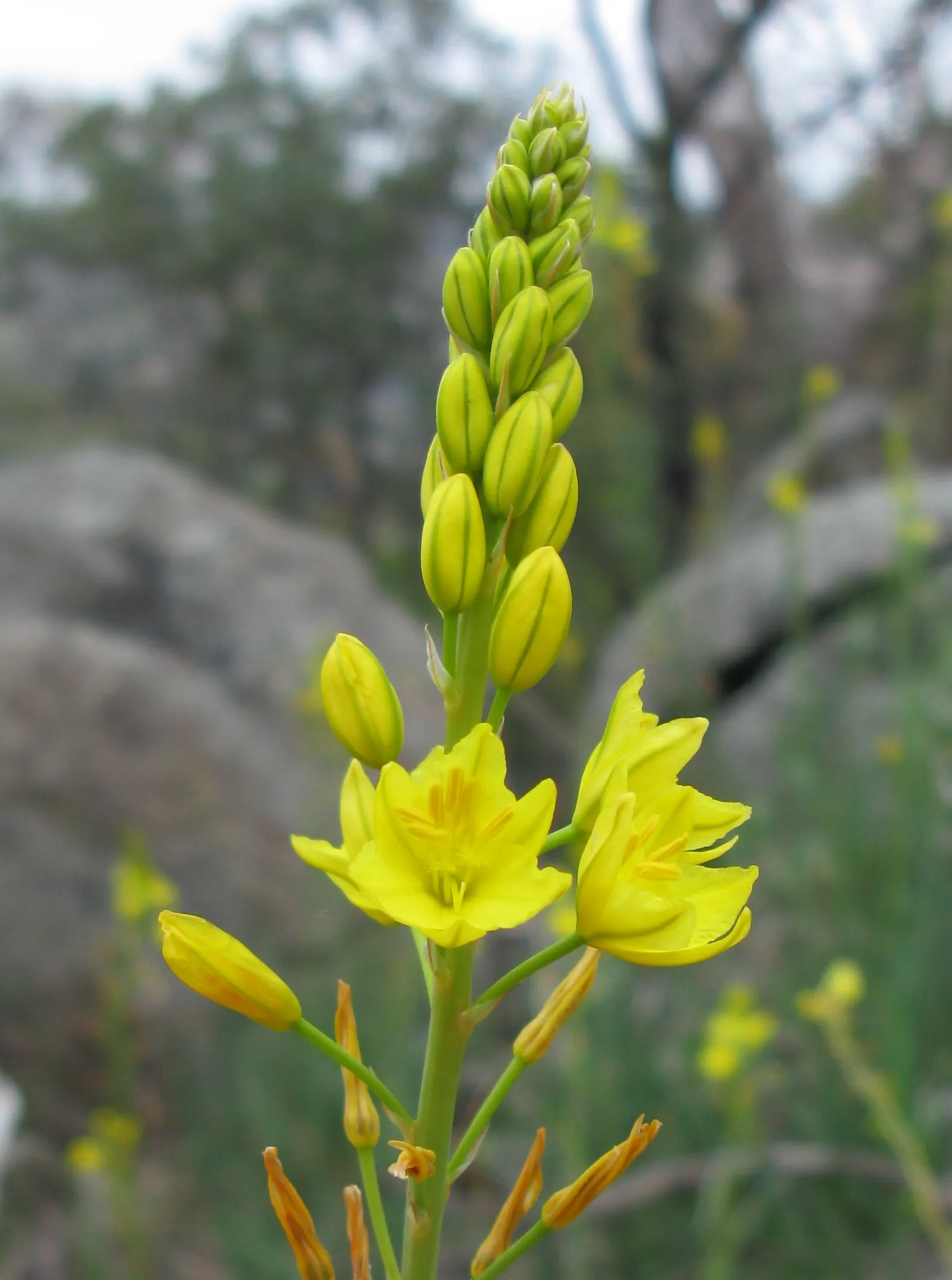 Yellow Bulbine (Bulbine Frutescens 'Yellow') — These light to medium-yellow flowers with frilly stamens appear in clusters atop slender; this drought-tolerant