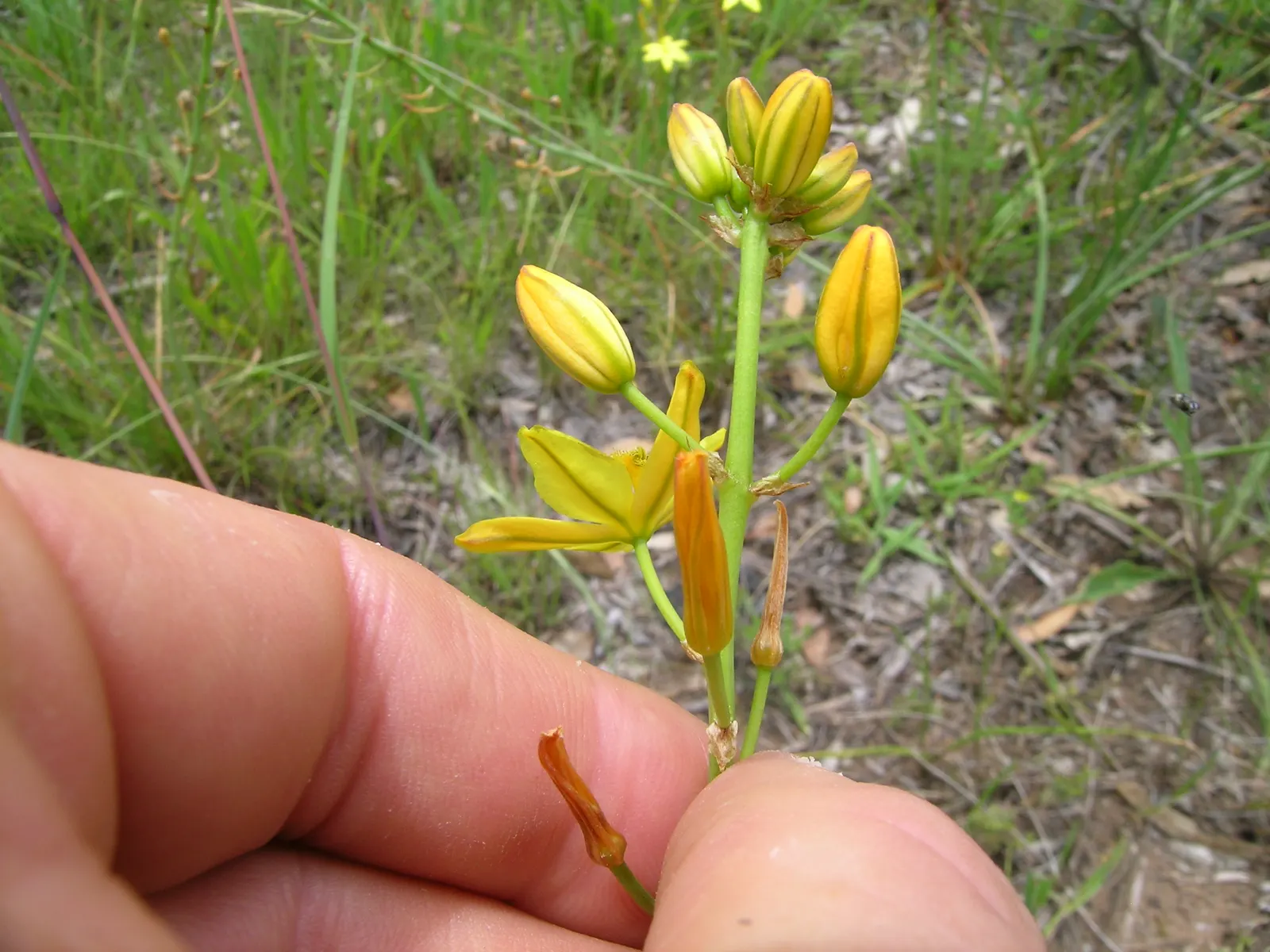 Yellow Bulbine (Bulbine Frutescens 'Yellow') — commonly termed as Bulbine frutescens 'Yellow'