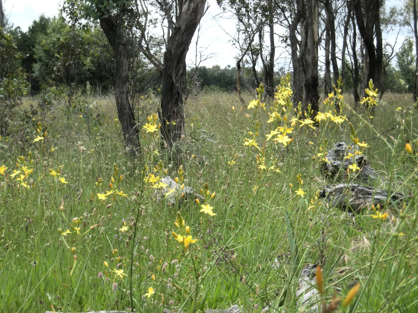 Yellow Bulbine (Bulbine Frutescens 'Yellow') — Space 12 inches apart for a lush display; producing copious stalks adorned with star-shaped