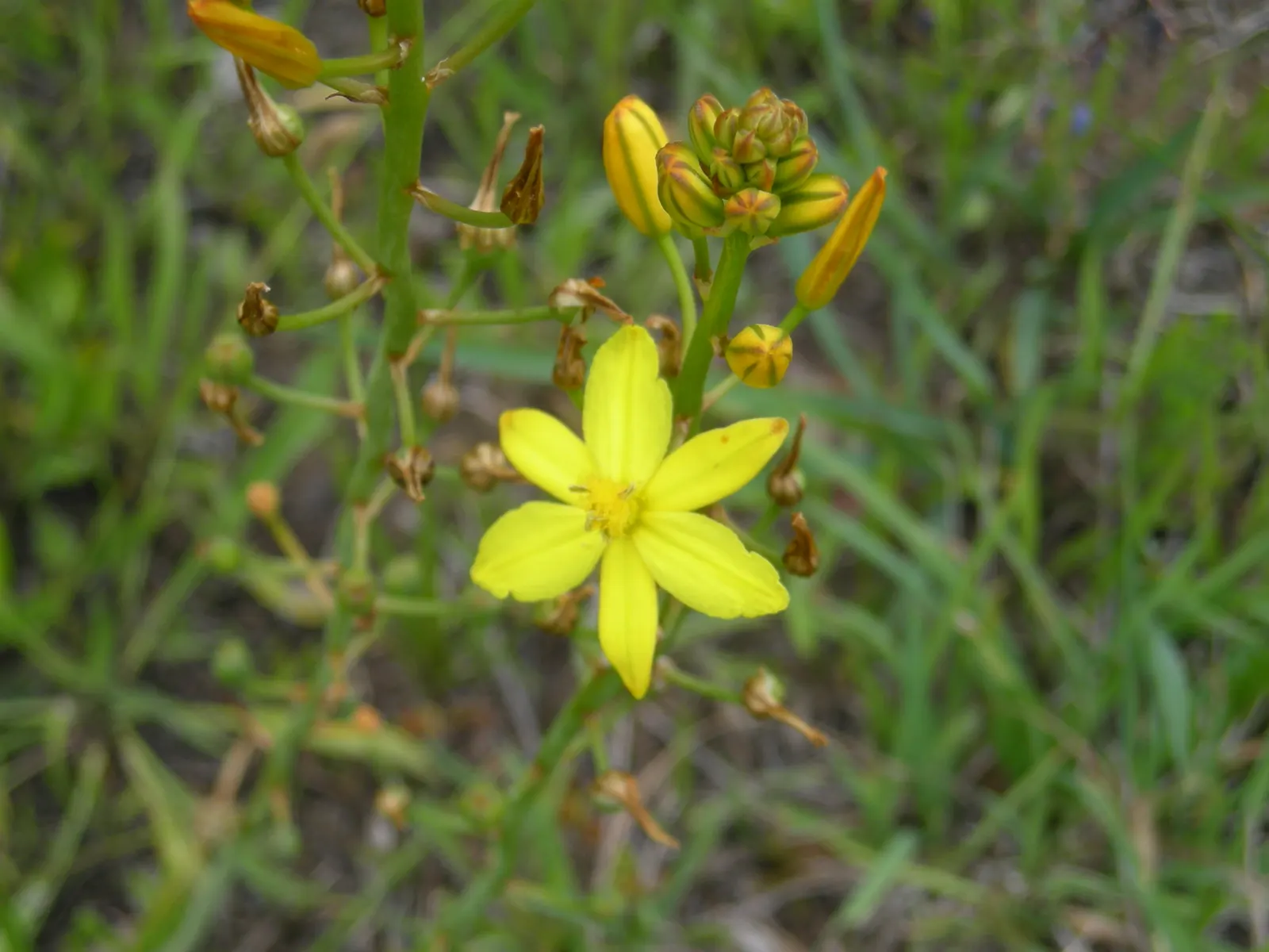 Yellow Bulbine (Bulbine Frutescens 'Yellow') — Yellow Bulbine (Bulbine frutescens 'Yellow') is an evergreen succulent that flourishes in USDA zones 9-11