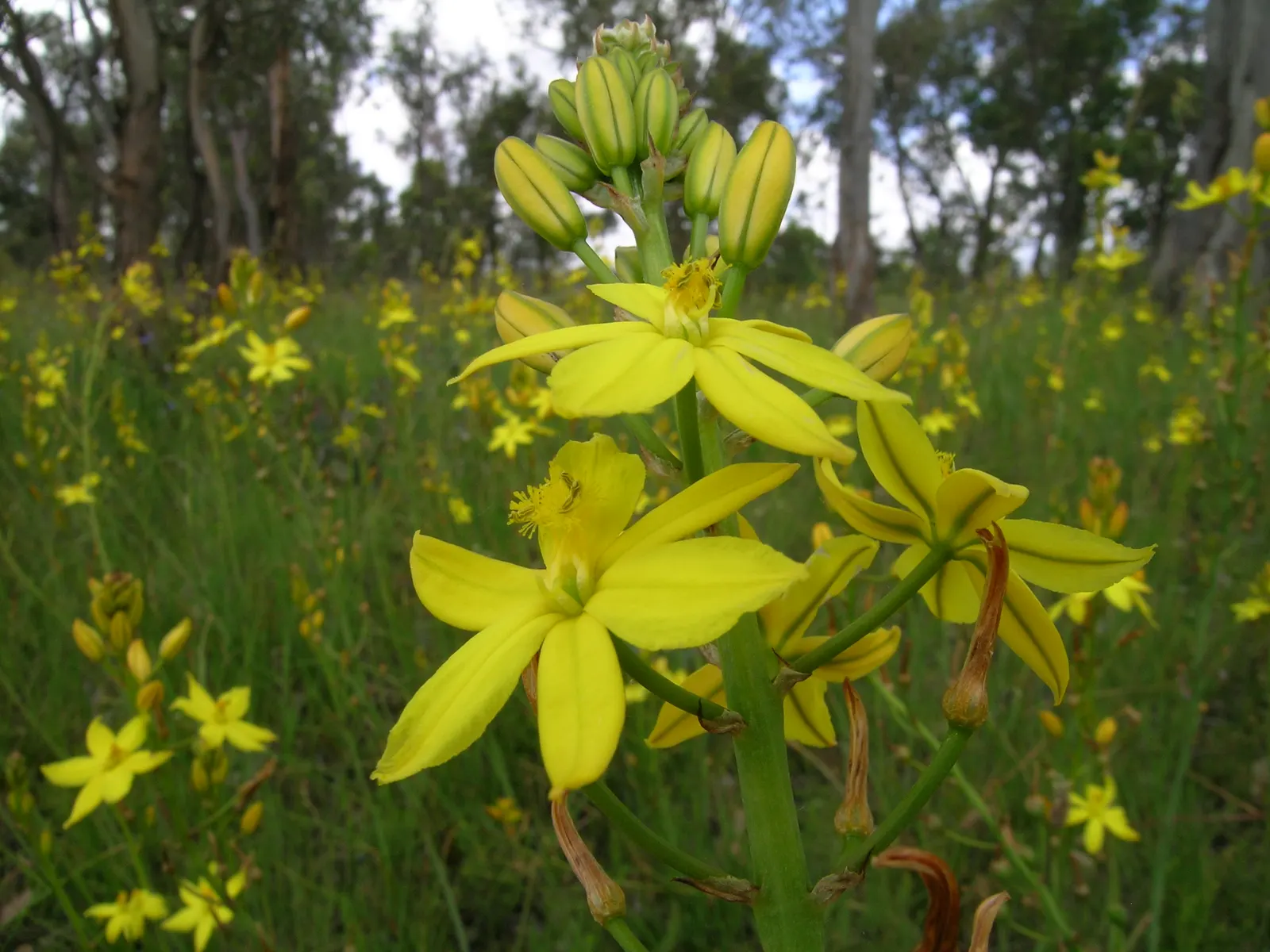 Yellow Bulbine (Bulbine Frutescens 'Yellow') — Hailing from South Africa; the Yellow Bulbine features slender