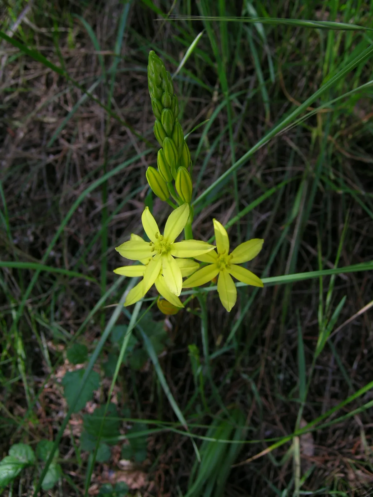 Yellow Bulbine (Bulbine Frutescens 'Yellow') — ground cover / succulent with yellow blooms