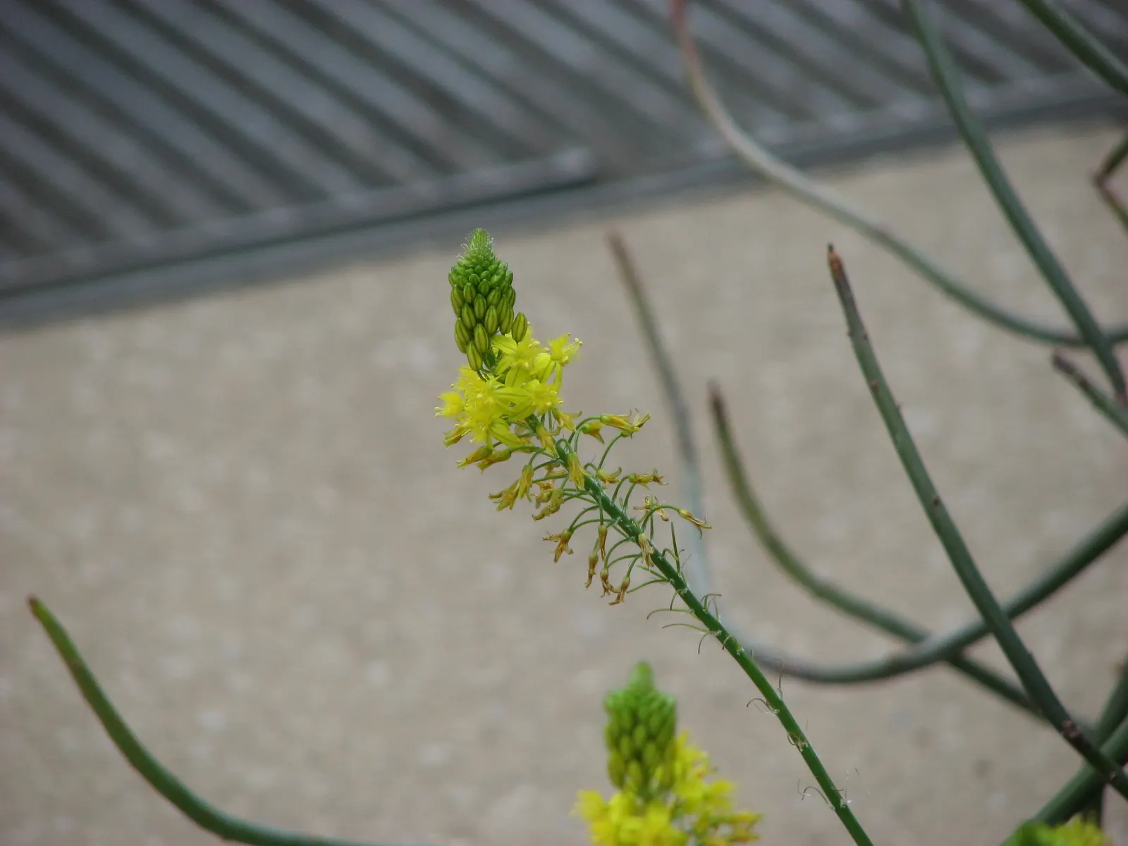 Yellow Bulbine (Bulbine Frutescens 'Yellow') — Ideal for rock gardens and borders, it blooms profusely from spring to fall, attracting pollinators; ground