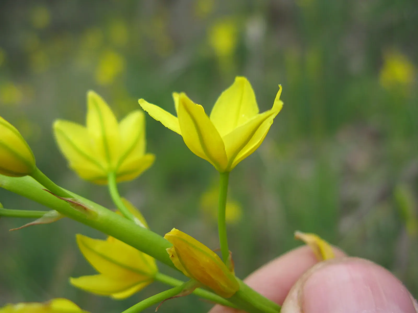 Yellow Bulbine (Bulbine Frutescens 'Yellow') — Upon designing with Yellow Bulbine