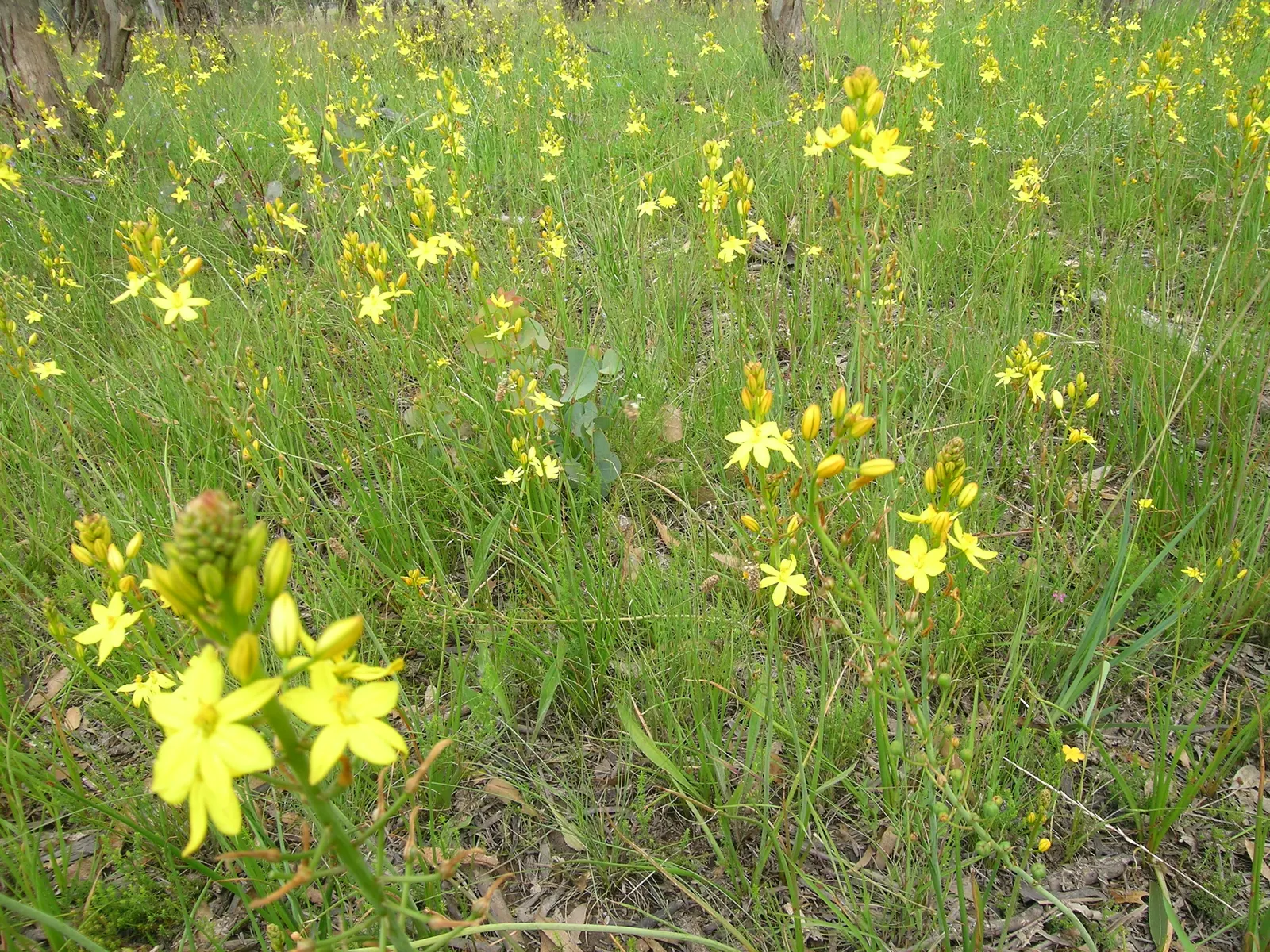 Yellow Bulbine (Bulbine Frutescens 'Yellow') — its nectar-rich flowers attract beneficial pollinators such as bees and butterflies