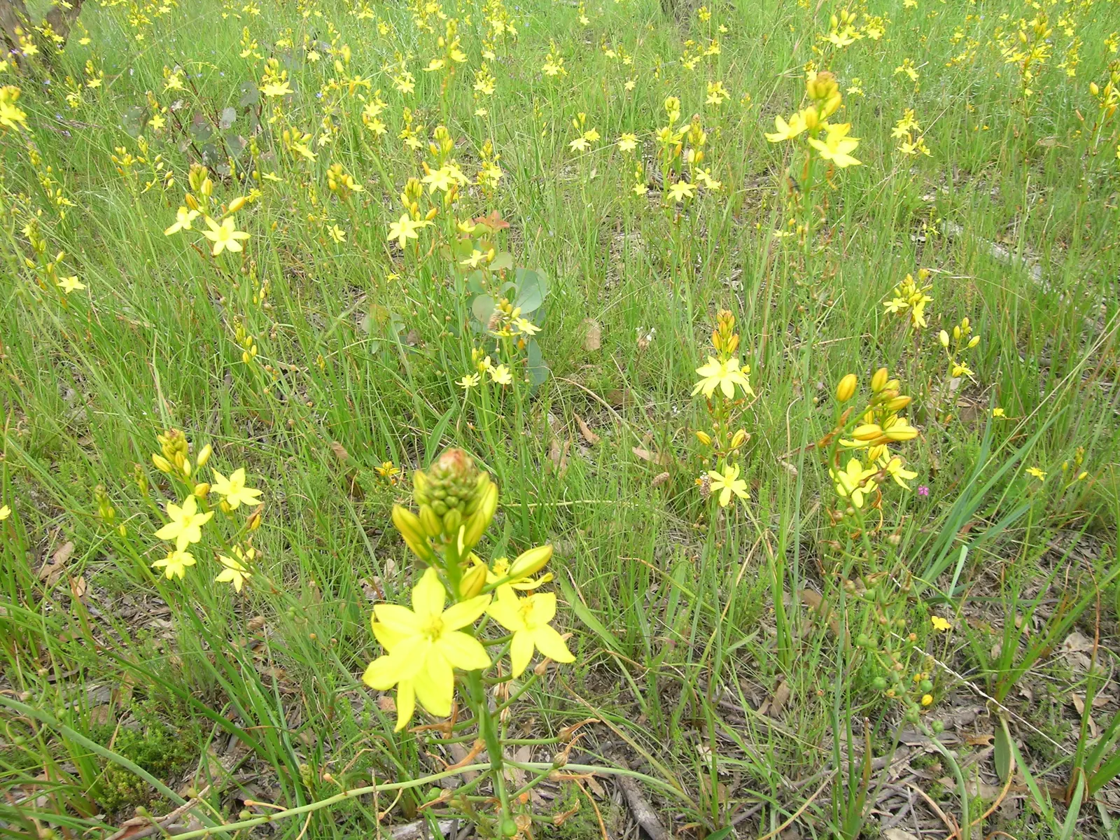 Yellow Bulbine (Bulbine Frutescens 'Yellow') — the Yellow Bulbine features slender