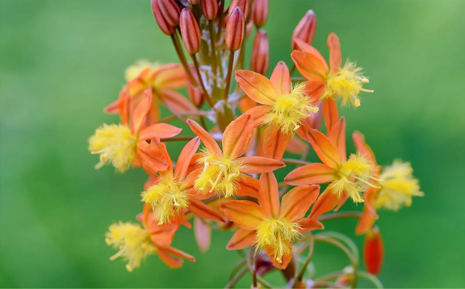 Yellow Bulbine (Bulbine Frutescens 'Yellow') — commonly termed as Bulbine frutescens 'Yellow'; upon designing with Yellow Bulbine