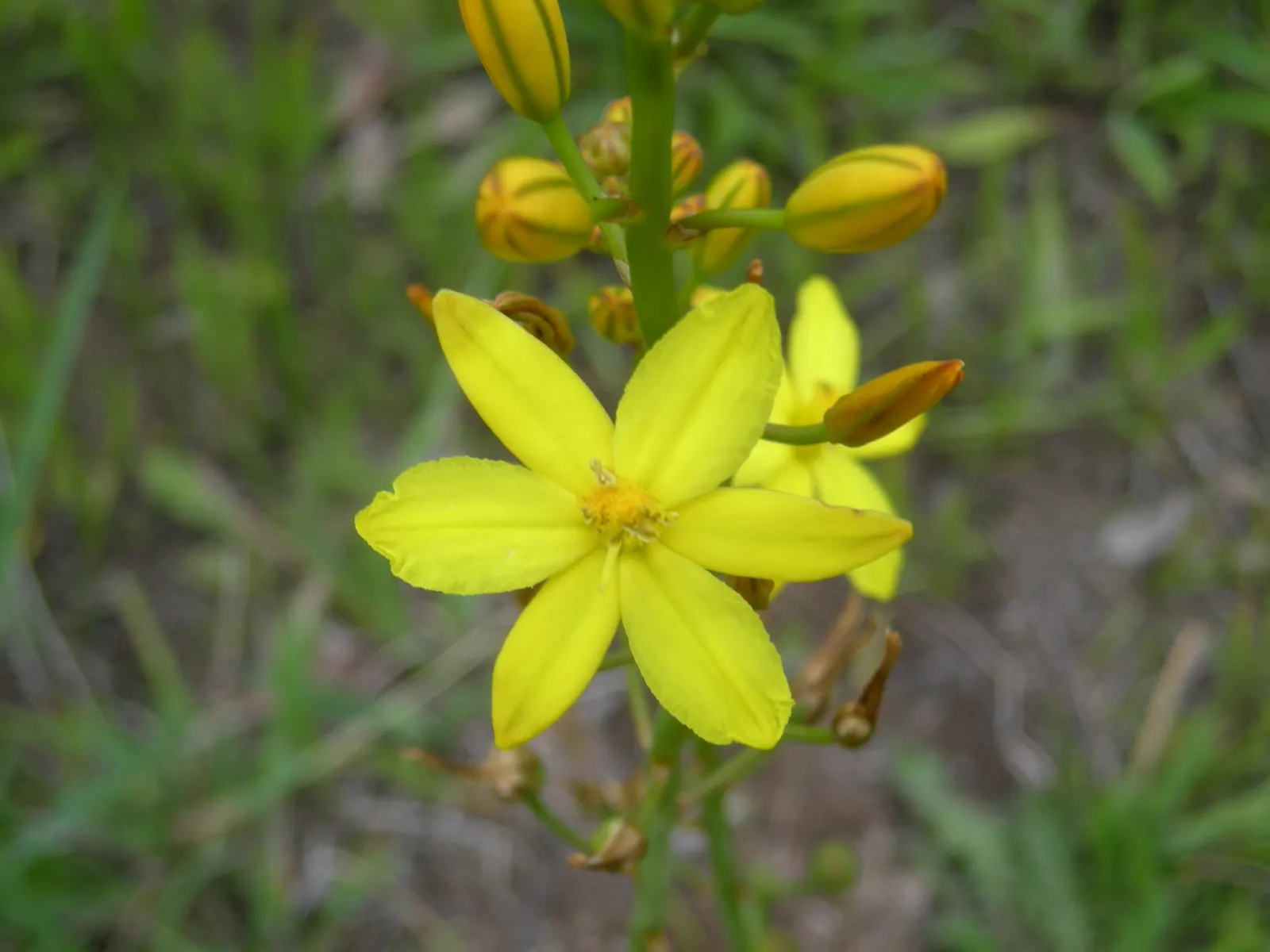 Yellow Bulbine (Bulbine Frutescens 'Yellow') — and prefers well-draining soil