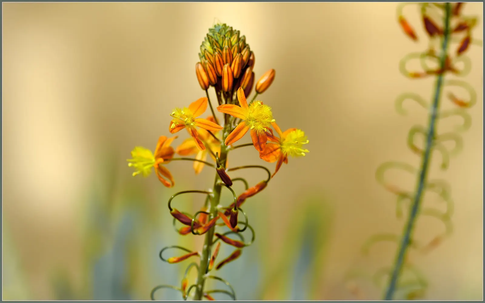 Yellow Bulbine (Bulbine Frutescens 'Yellow') — Plant in well-drained soil and full sun to part shade for optimal growth; commonly termed as Bulbine frutescens