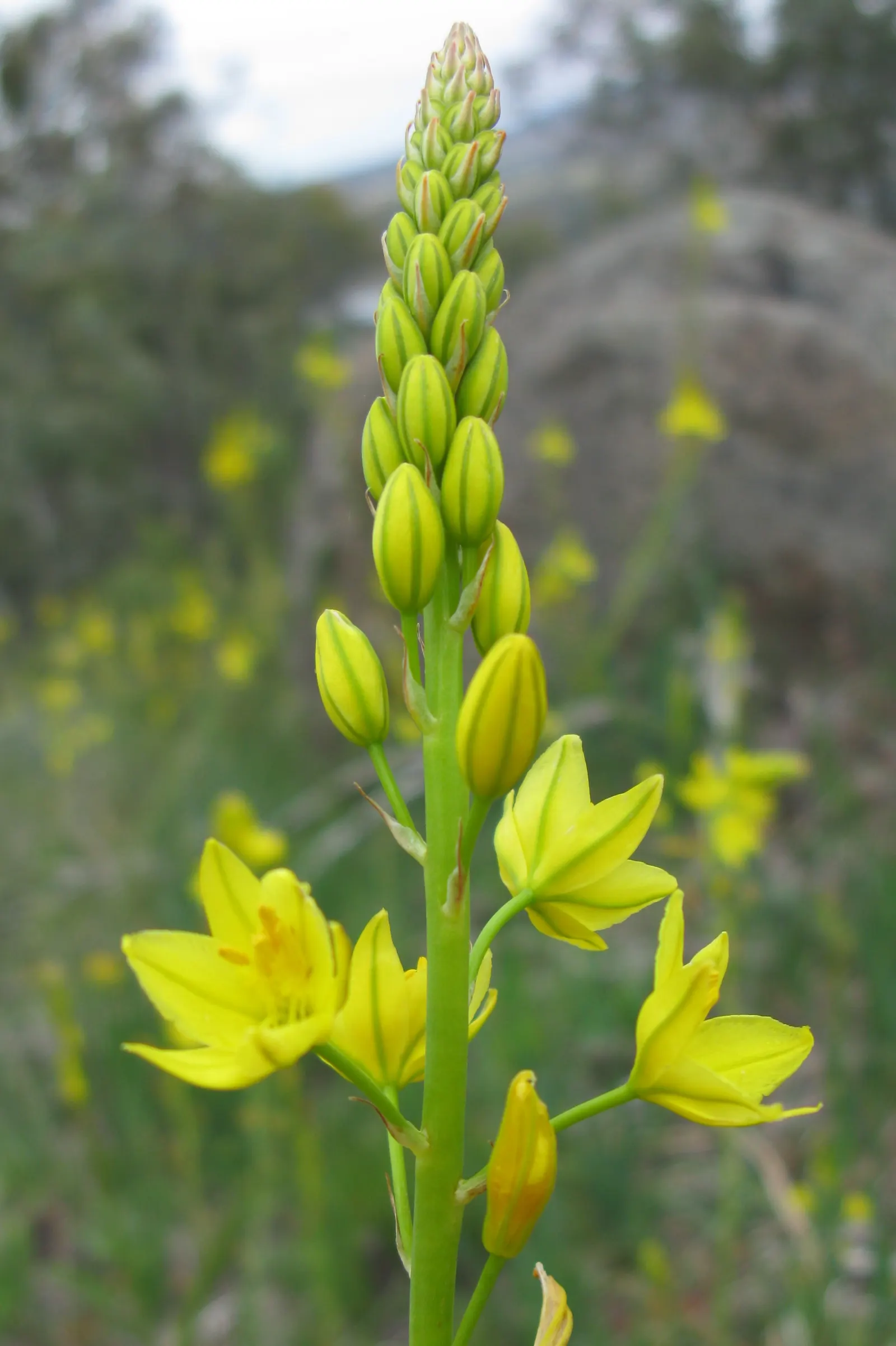 Yellow Bulbine (Bulbine Frutescens 'Yellow') — The leaves are bright green and can reach lengths of roughly 10 inches; space 12 inches apart for a lush display
