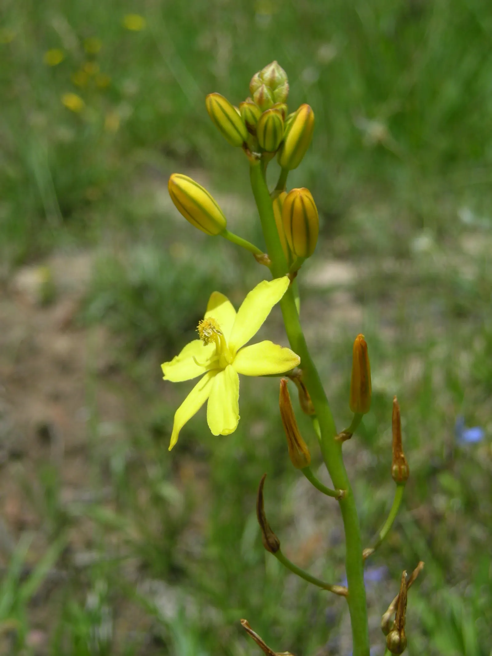 Yellow Bulbine (Bulbine Frutescens 'Yellow') — Yellow Bulbine (Bulbine frutescens 'Yellow') is an evergreen succulent that flourishes in USDA zones 9-11; ideal