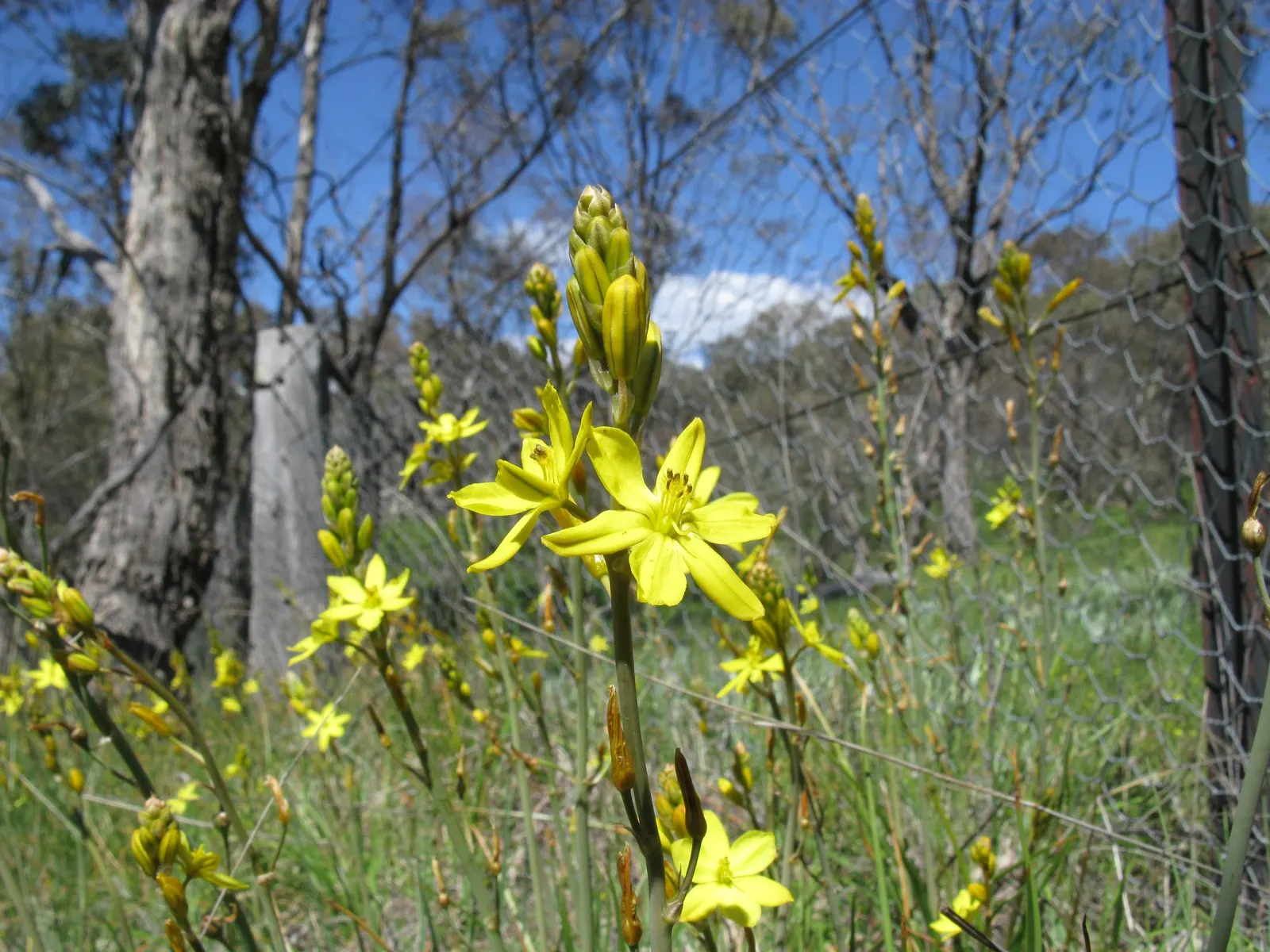 Yellow Bulbine (Bulbine Frutescens 'Yellow') — producing copious stalks adorned with star-shaped; thereby supporting local ecosystems