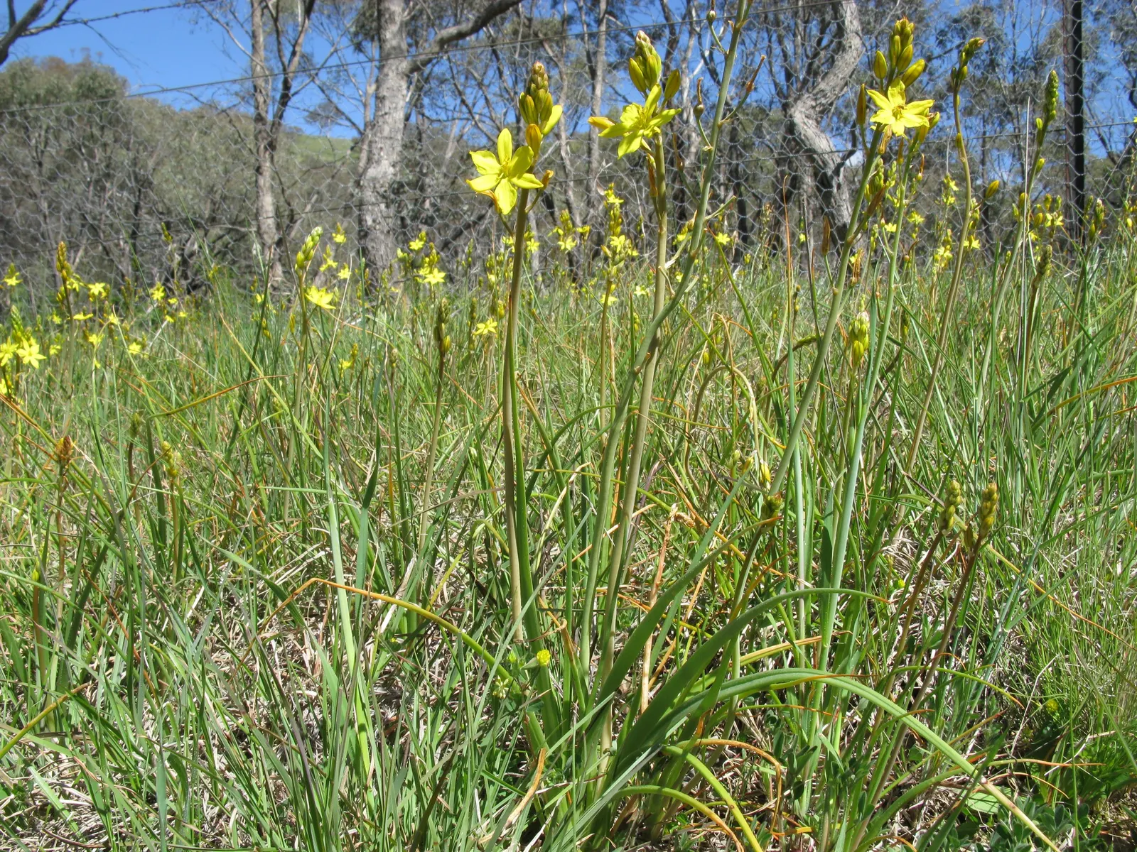 Yellow Bulbine (Bulbine Frutescens 'Yellow') — space specimens approximately 12-15 inches apart to ensure proper air circulation and optimal growth