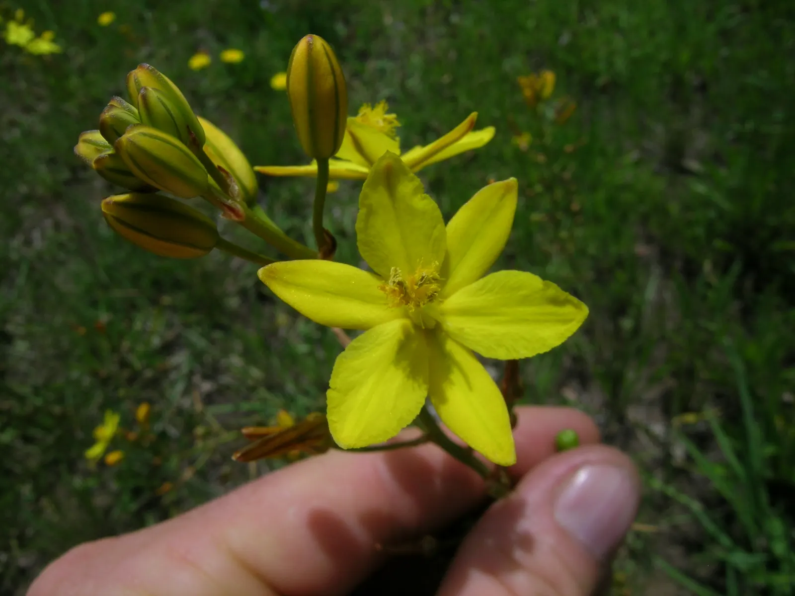 Yellow Bulbine (Bulbine Frutescens 'Yellow') — fleshy leaves that resemble those of aloe plants; ground cover / succulent with yellow blooms