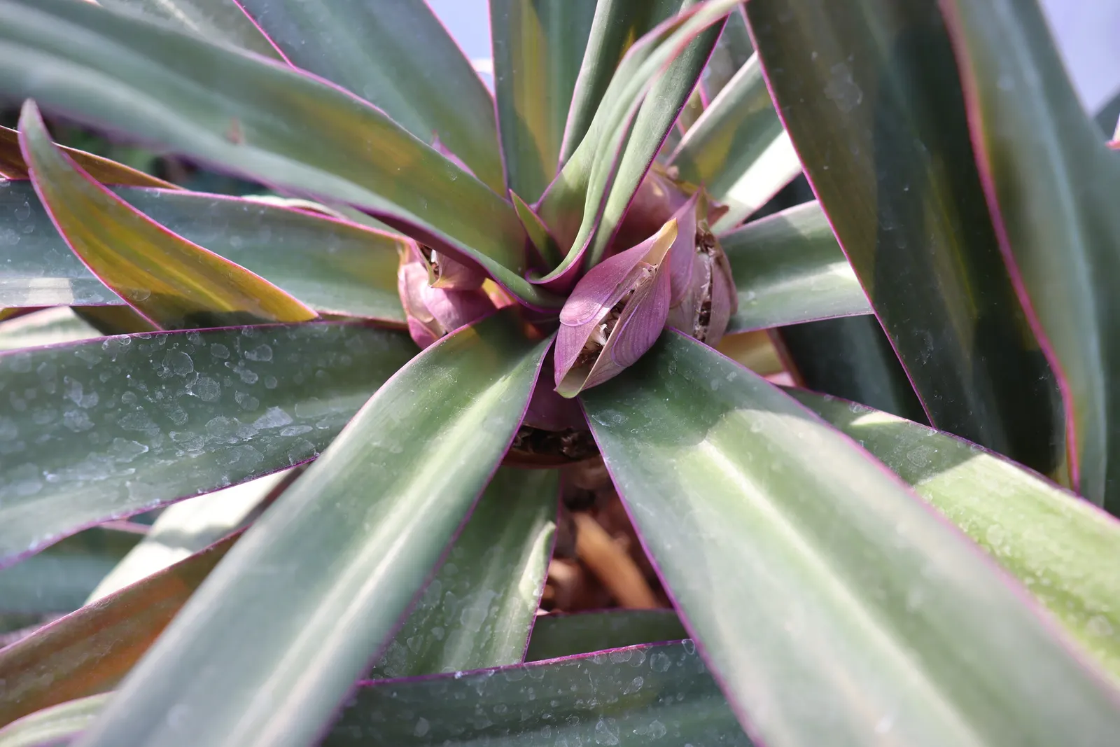Moses In A Basket (Tradescantia Spathacea) — Its growth habit is clumping, allowing it to fill spaces without becoming invasive