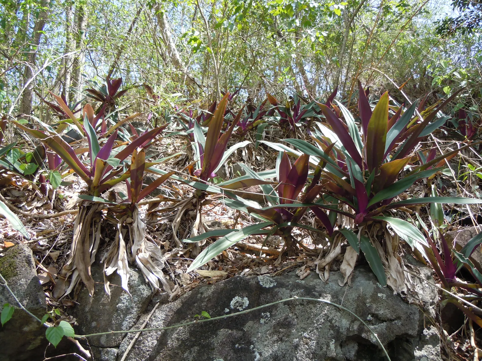 Moses In A Basket (Tradescantia Spathacea) — reaching 6-12 inches in height; or as an accent in mixed borders due to its compact nature and vibrant, image 59