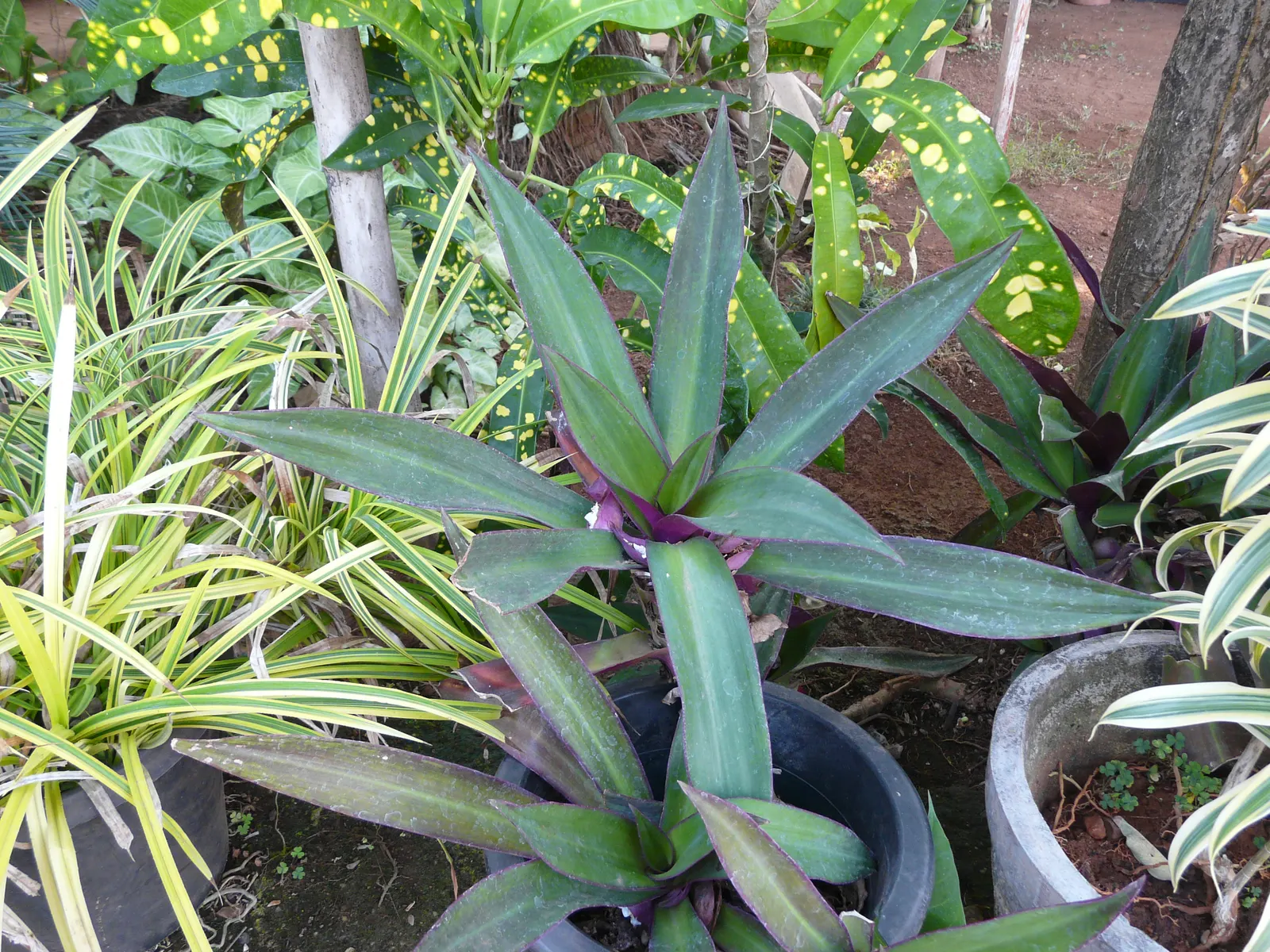 Moses In A Basket (Tradescantia Spathacea) — white flowers in the garden