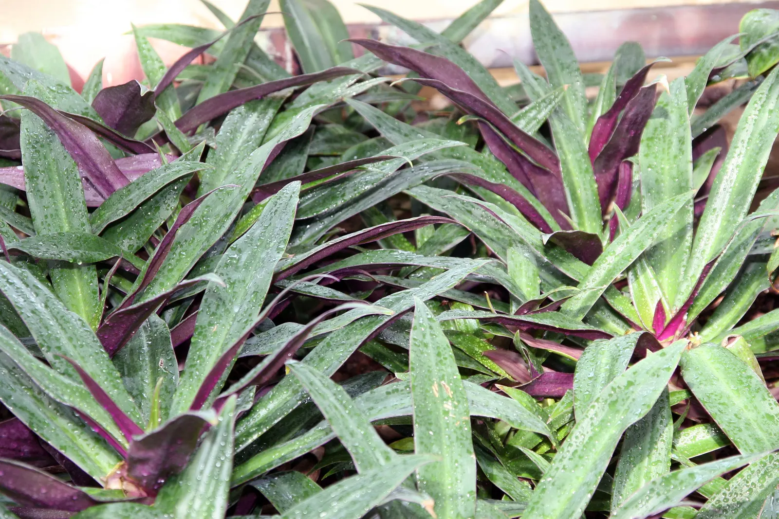 Moses In A Basket (Tradescantia Spathacea) — perennial for full or half or shade