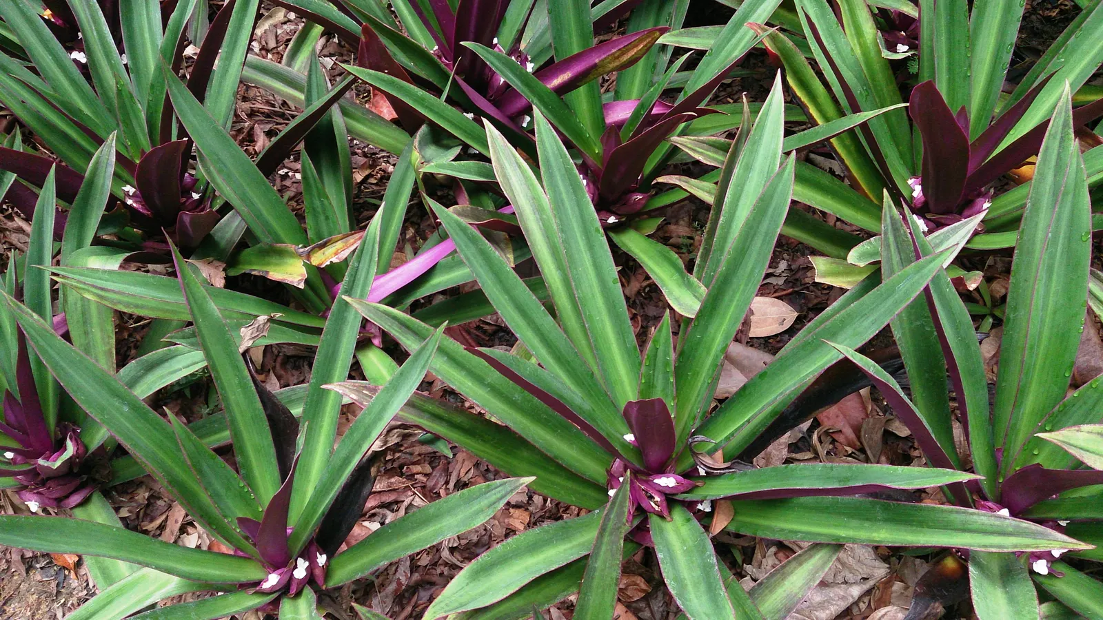 Moses In A Basket (Tradescantia Spathacea) — it is best utilized as an indoor plant or as an annual outdoors.<br><br>Moses in the Basket is, image 49