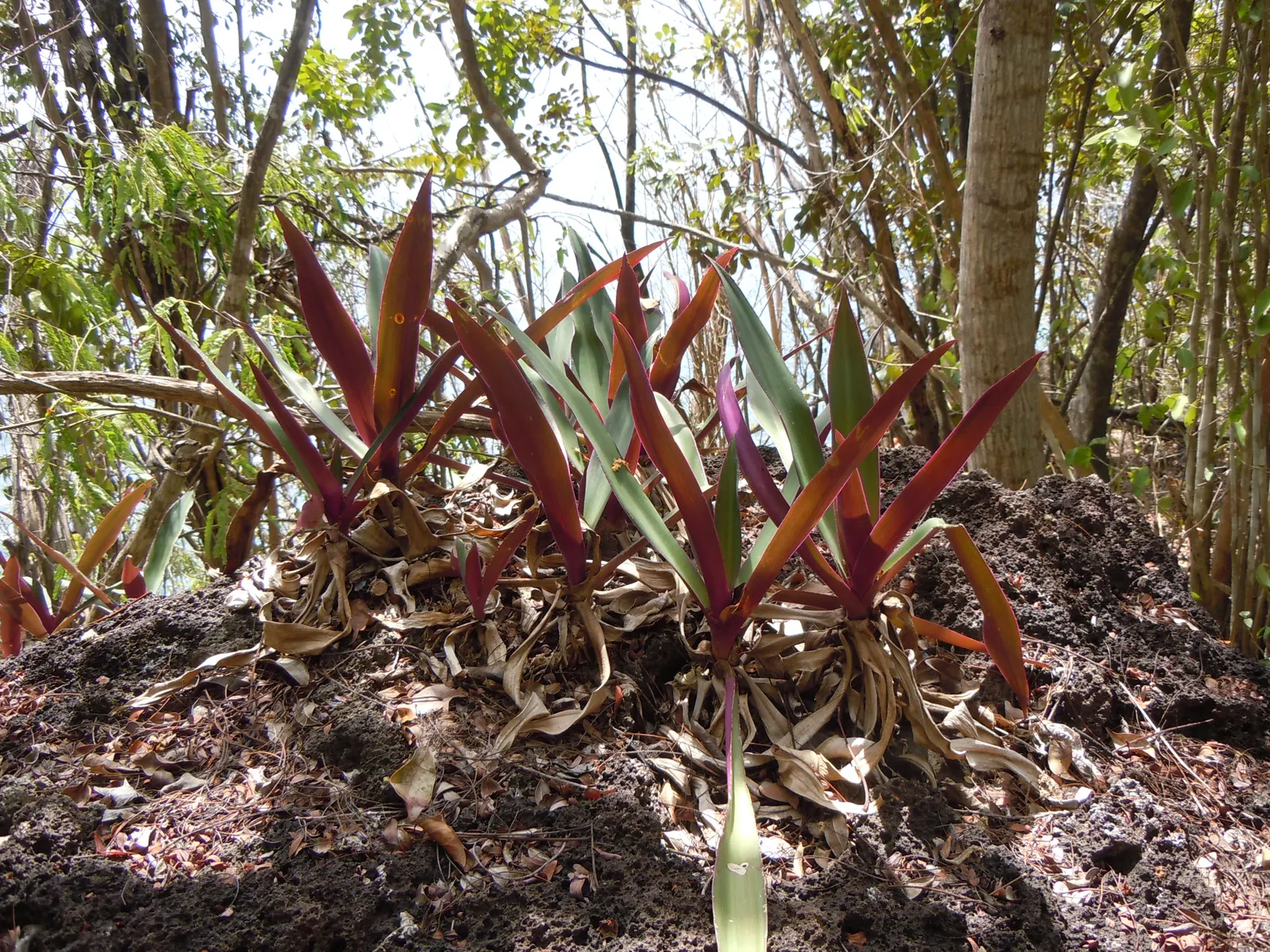 Moses In A Basket (Tradescantia Spathacea) — reaching lengths of 6 to 12 inches and a similar spread of approximately 6 to 8 inches; or as an, image 95