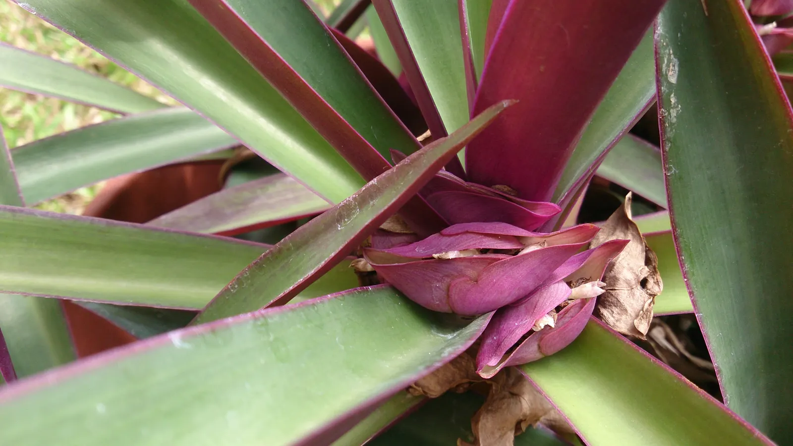 Moses In A Basket (Tradescantia Spathacea) — where its colors may become more vivid; reaching lengths of 6 to 12 inches and a similar spread of, image 70