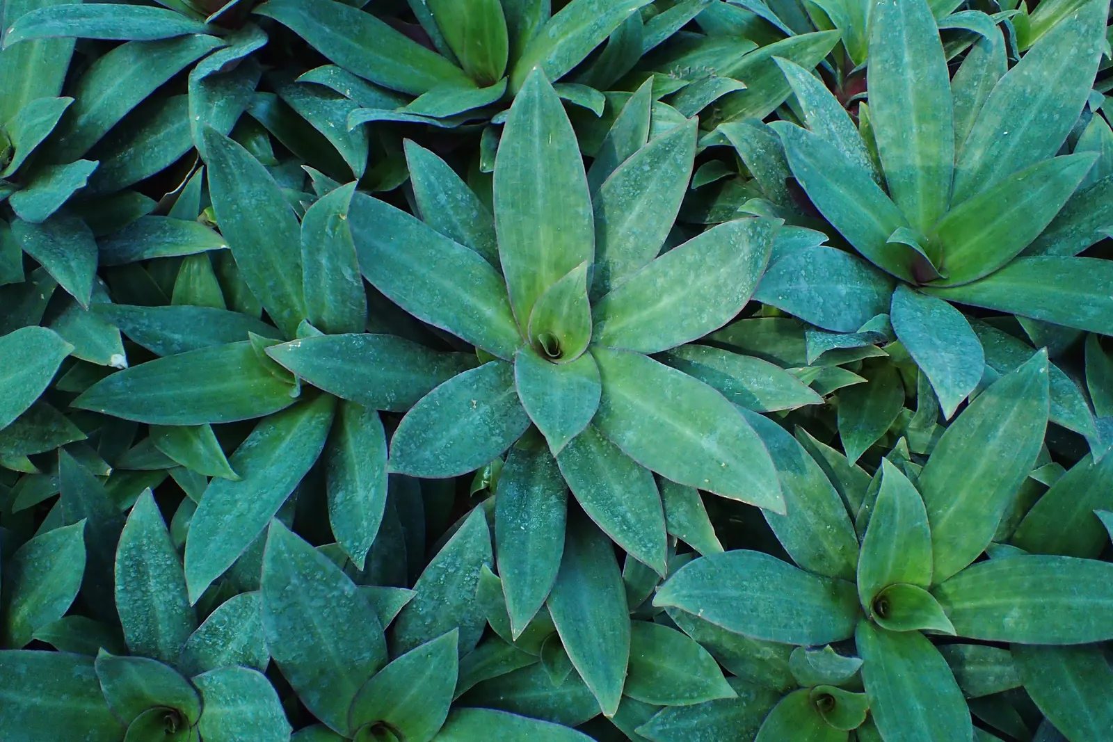 Moses In A Basket (Tradescantia Spathacea) — Preferring indirect sunlight, it flourishes in well-draining soil; its distinctive rosette arrangement, image 61