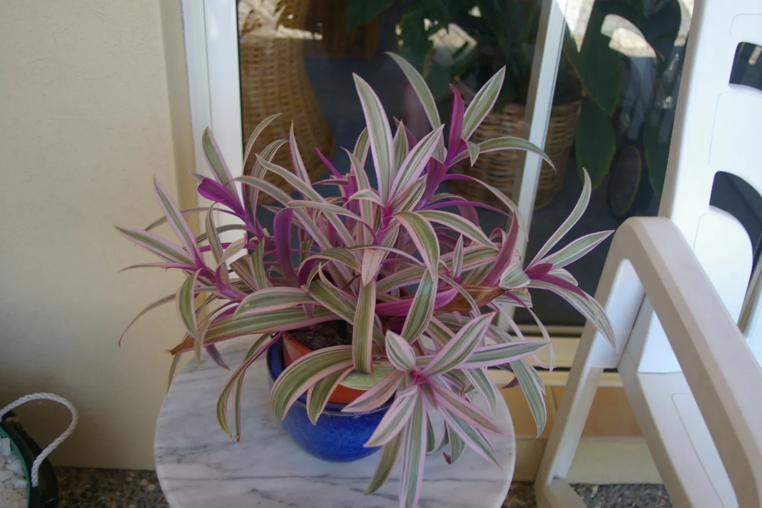 Moses In A Basket (Tradescantia Spathacea) — Its distinctive rosette arrangement cradles small white flowers, resembling a baby in a cradle, image 88
