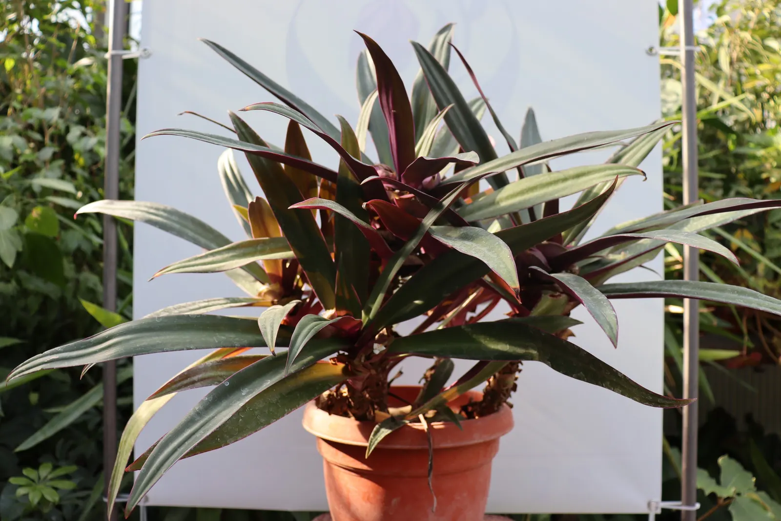 Moses In A Basket (Tradescantia Spathacea) — this plant is excellent for ground cover