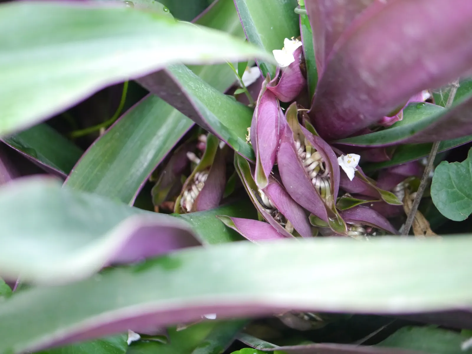Moses In A Basket (Tradescantia Spathacea) — The ideal environment includes well-draining soil and regular watering to maintain moderate moisture, image 71