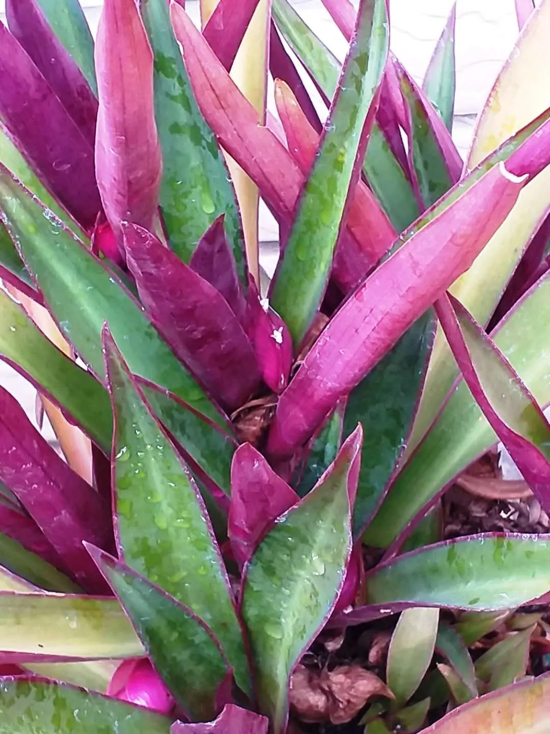 Moses In A Basket (Tradescantia Spathacea) — resembling boats or baskets; providing long-lasting visual appeal in the landscape