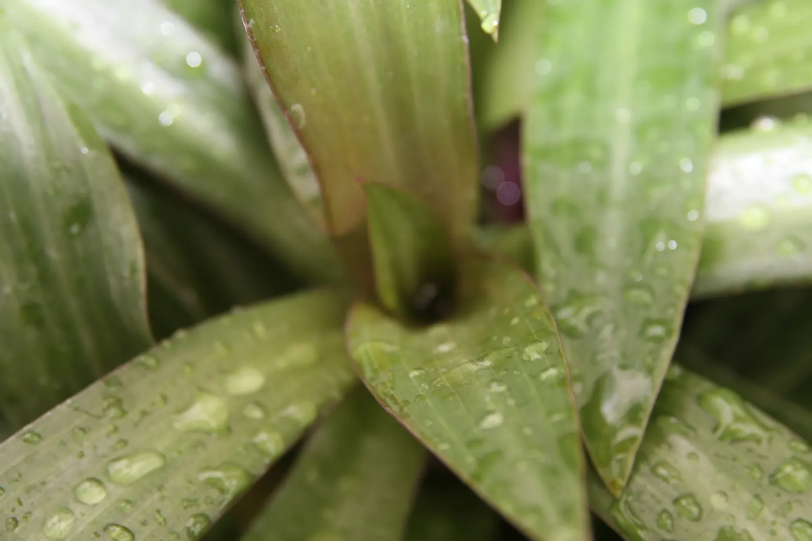 Moses In A Basket (Tradescantia Spathacea) — This plant features rosettes of lance-shaped; its distinctive rosette arrangement cradles small white flowers
