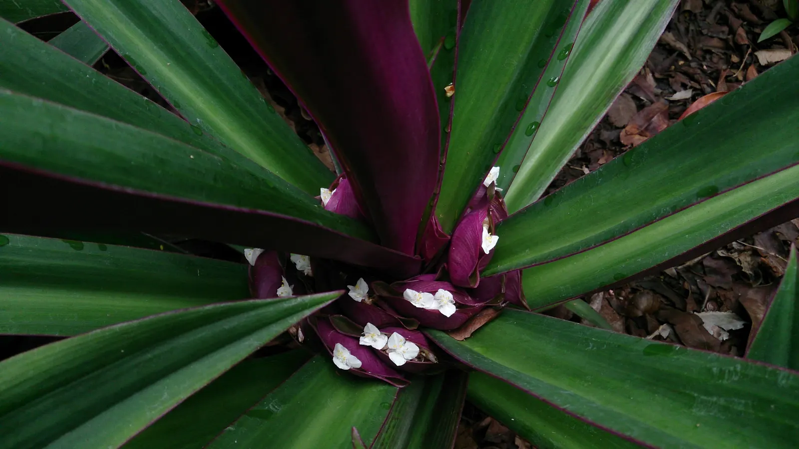 Moses In A Basket (Tradescantia Spathacea) — When planting, ensure a spacing of 12 to 18 inches to allow for proper air circulation and optimal, image 76