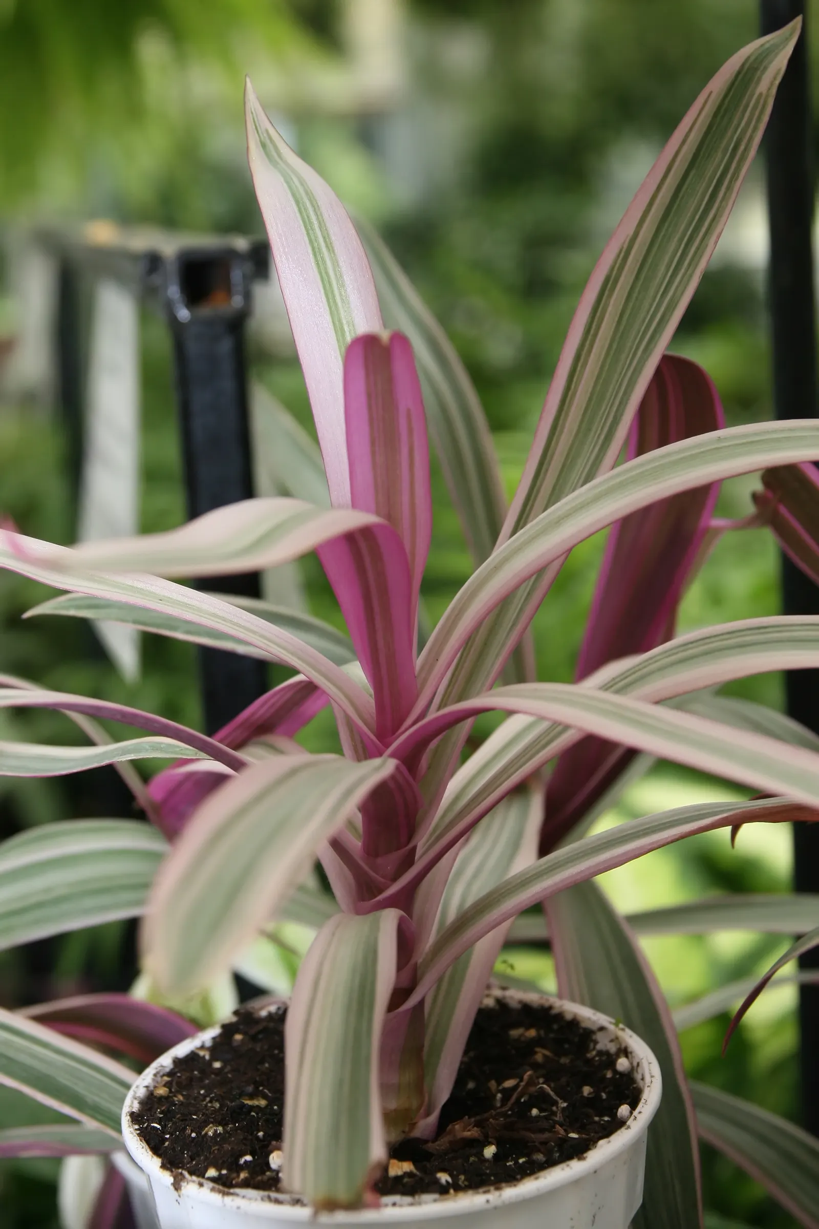 Moses In A Basket (Tradescantia Spathacea) — where its colors may become more vivid